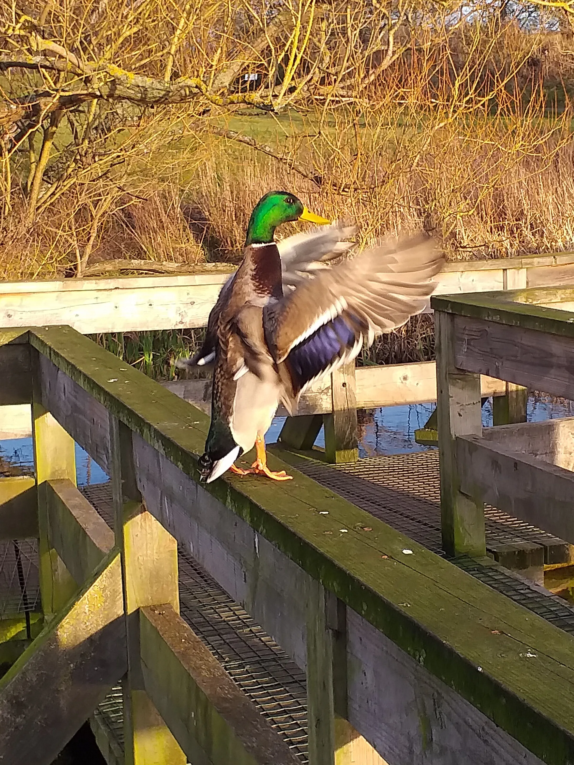 Lovely day at the Ducks