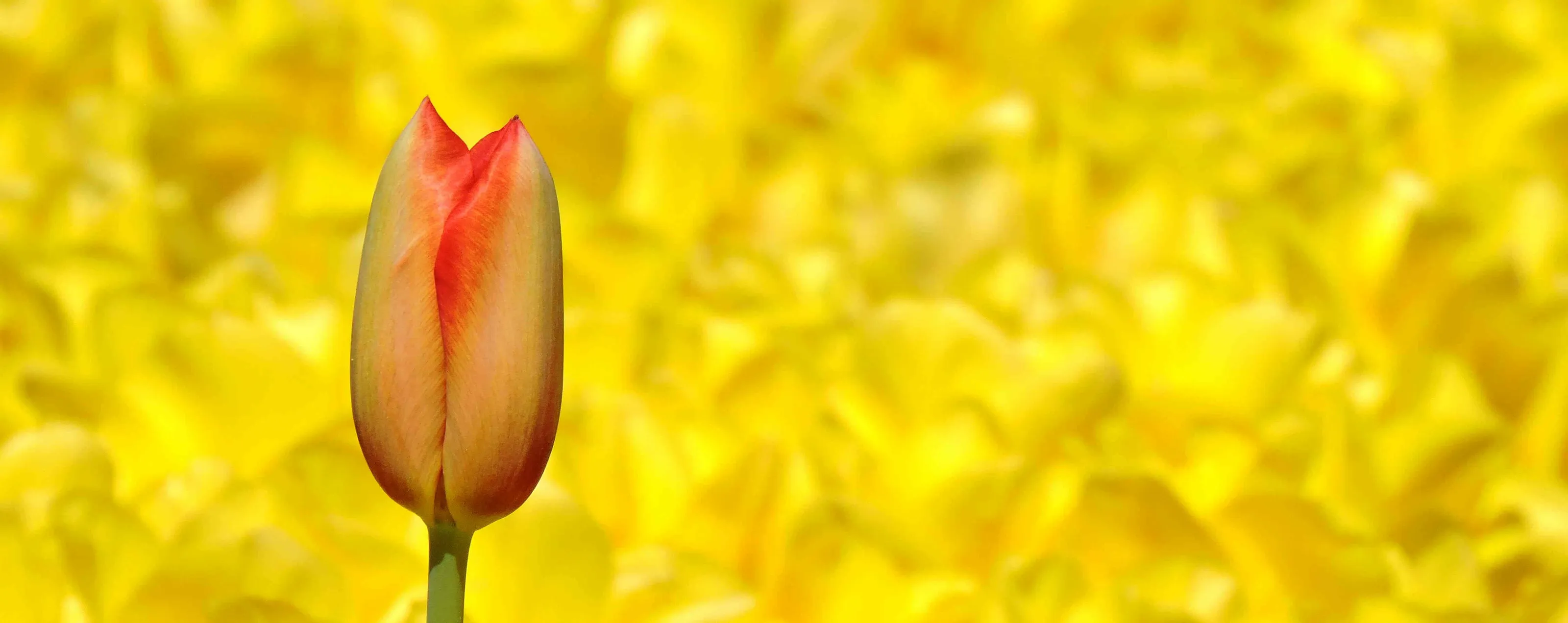 Tulips fun
