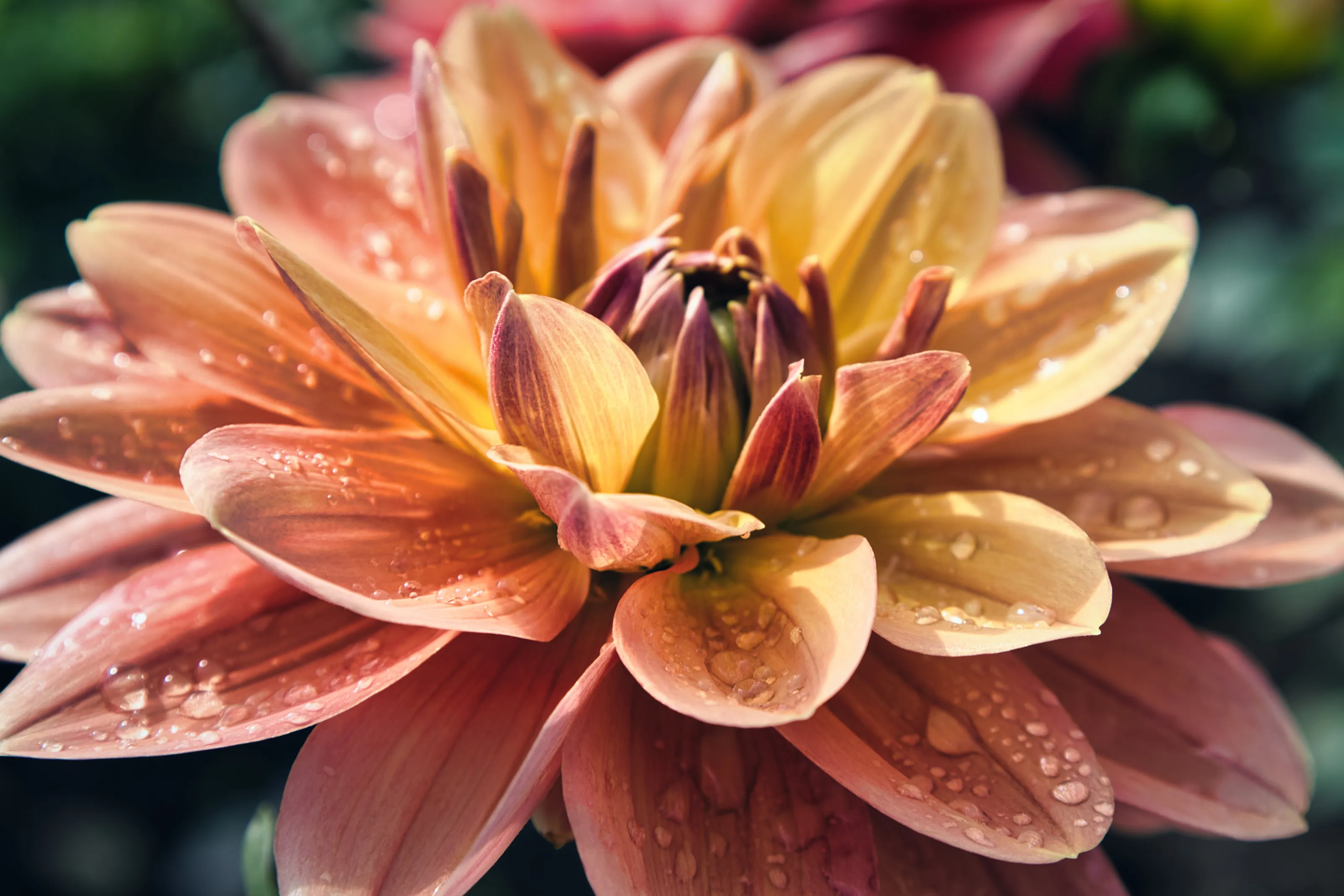 Morning Dahlia