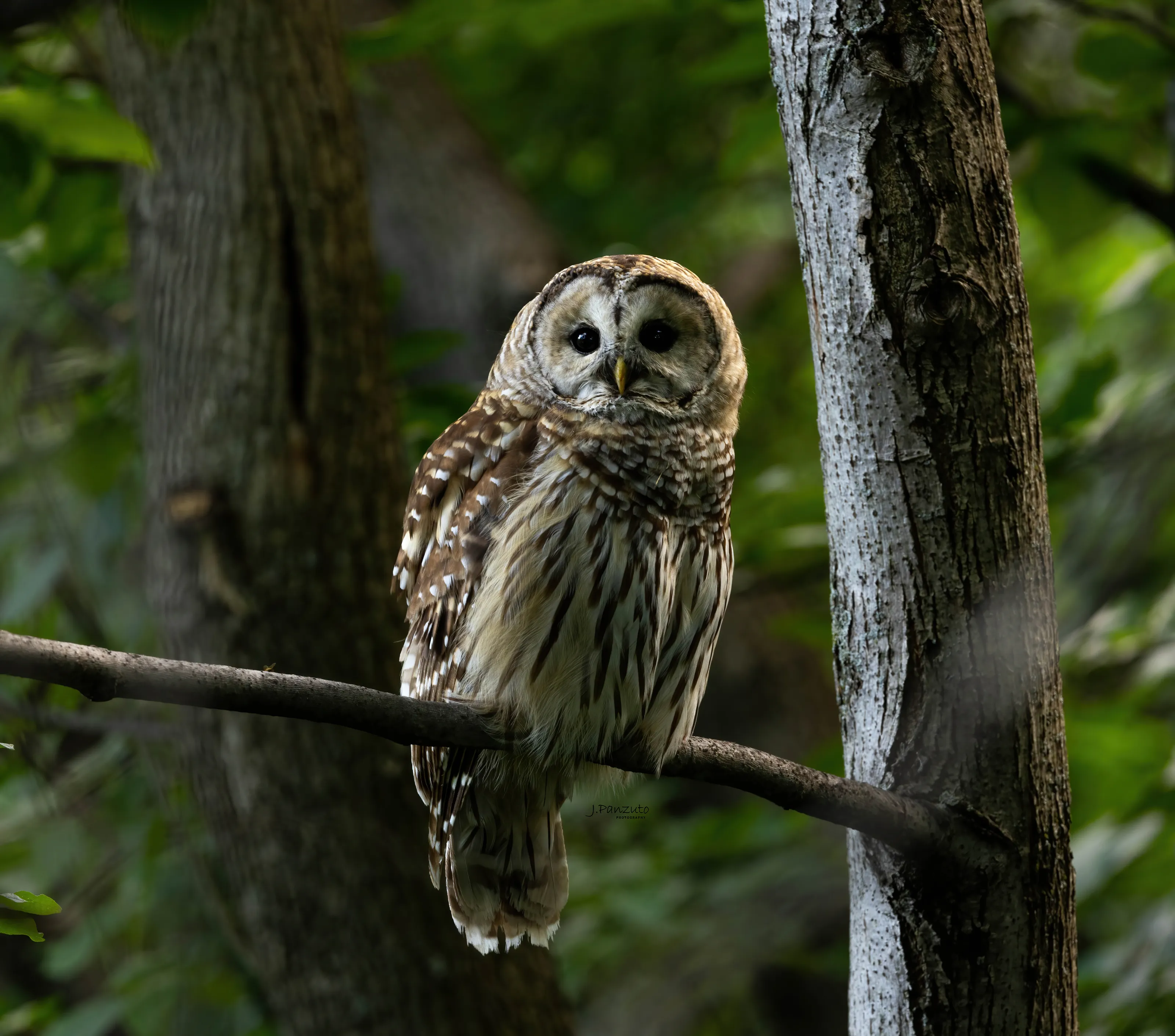 Barred Owl