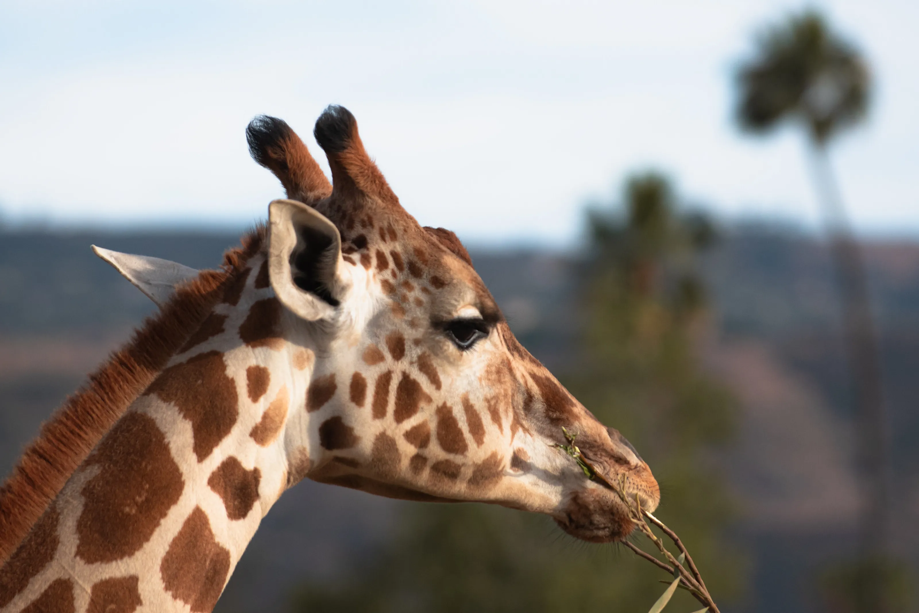 Giraffe in setting sun light