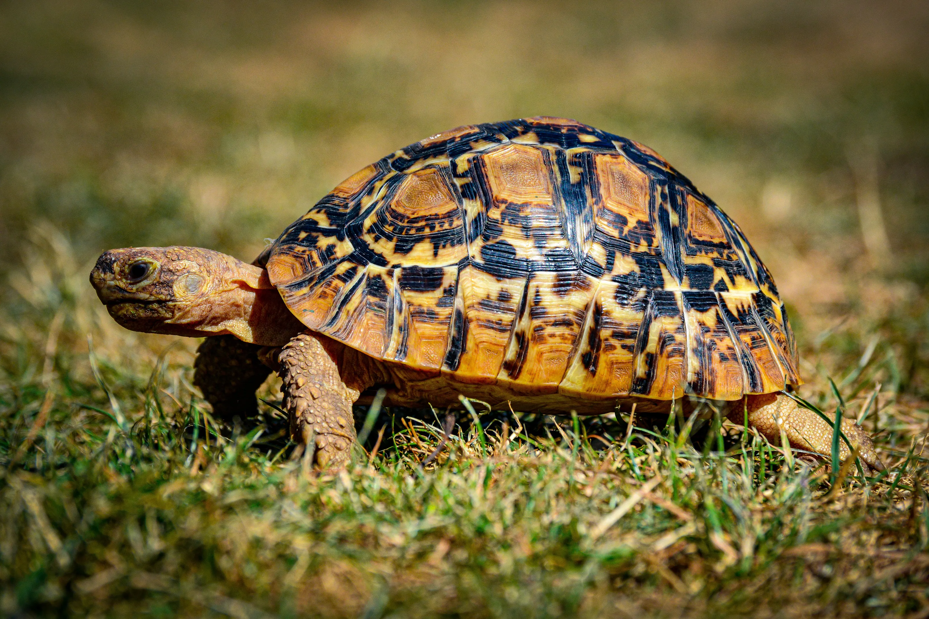 Bobby the leopard tortoise