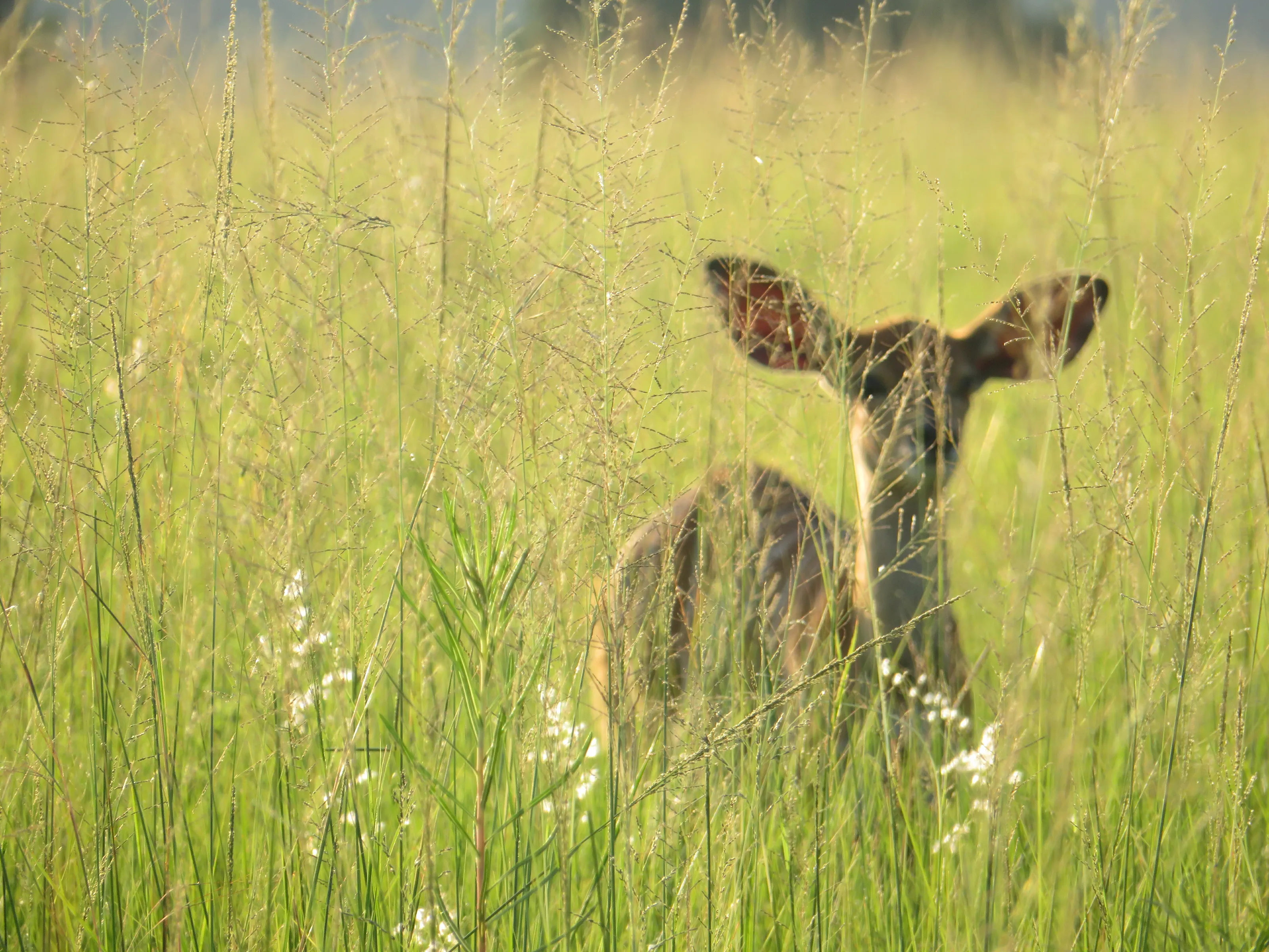 Tall Grass