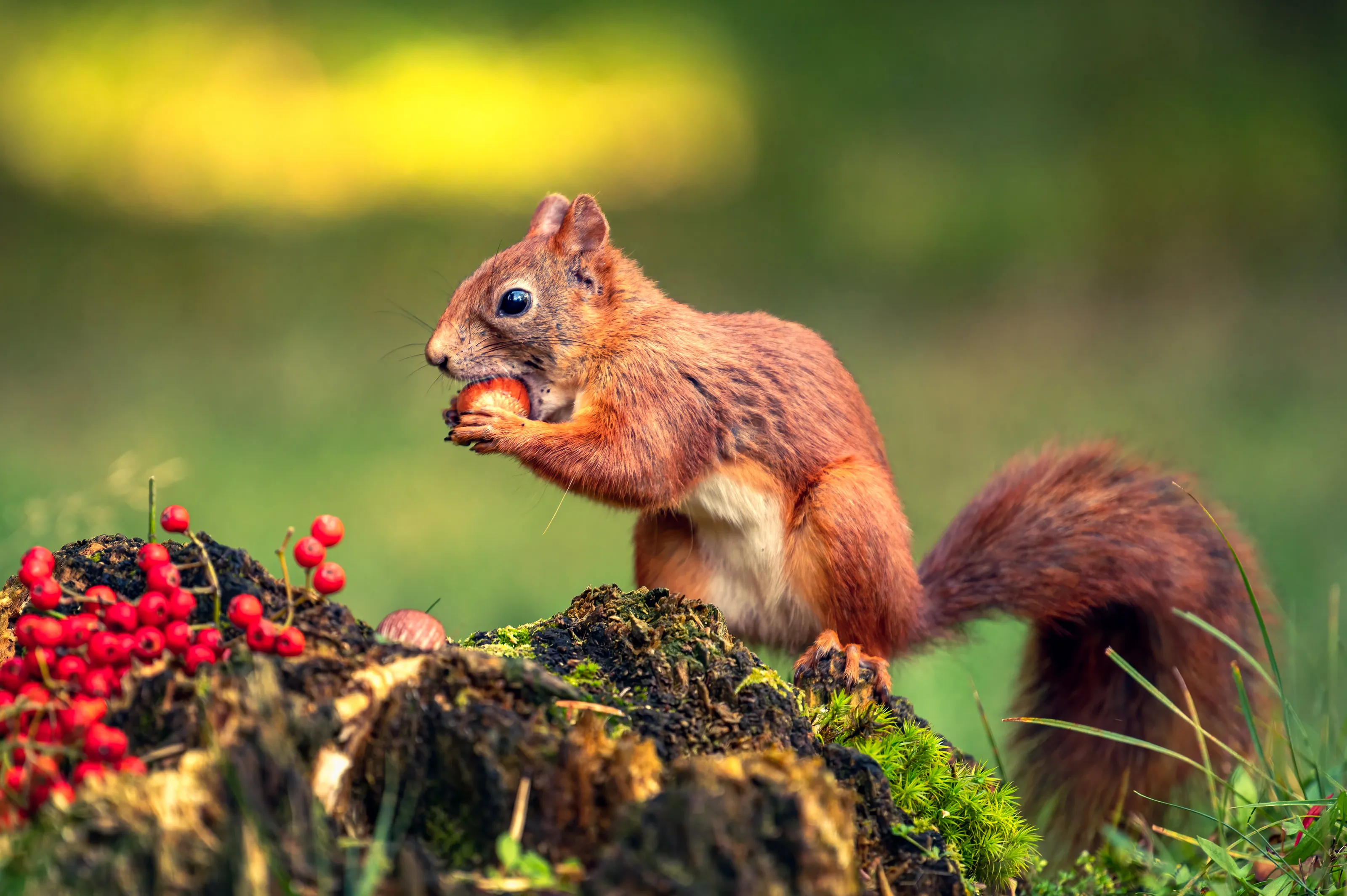 Squirrel