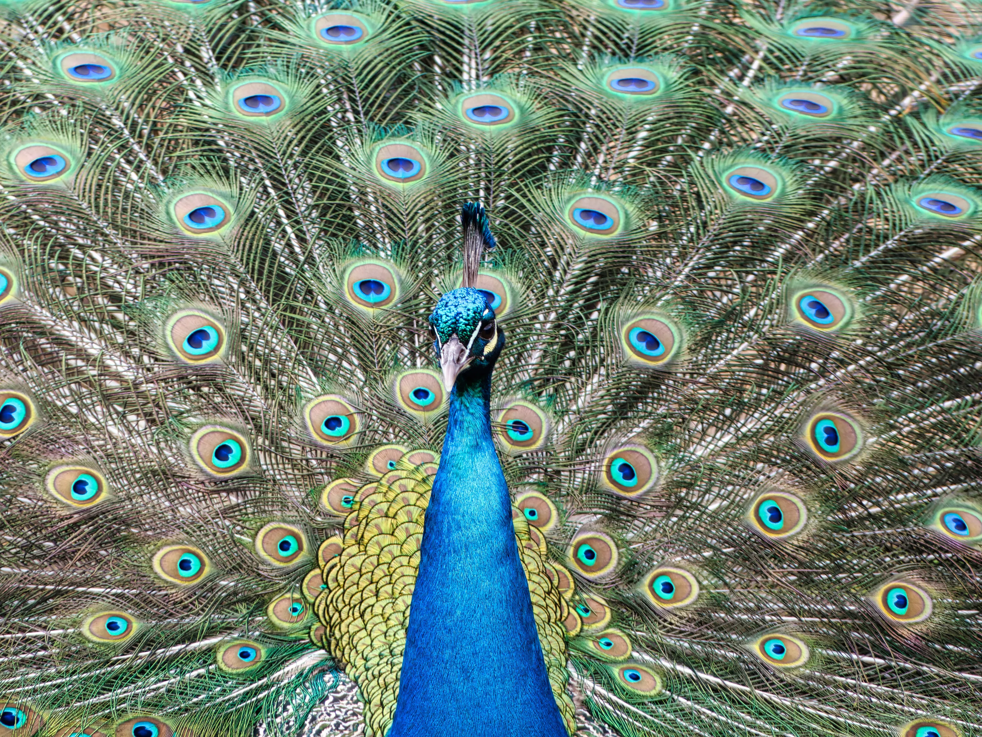Peacock display