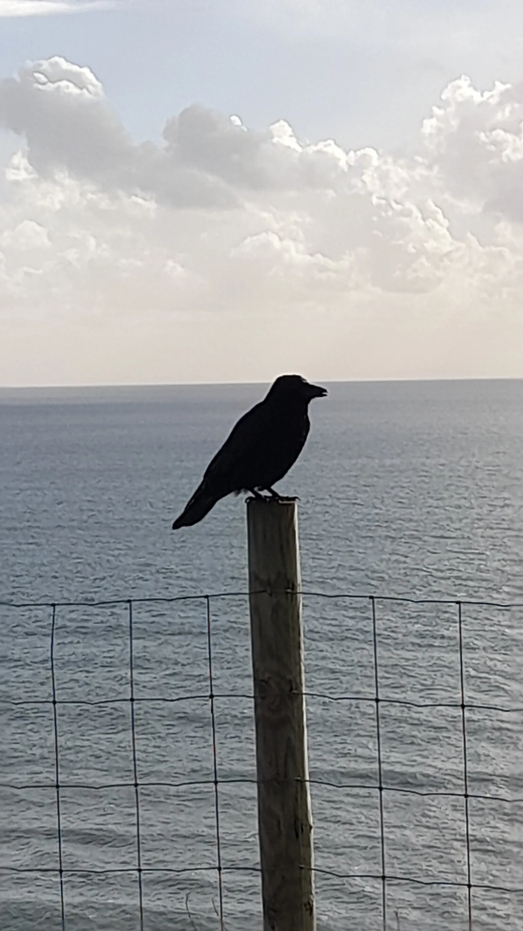 Crows shadows