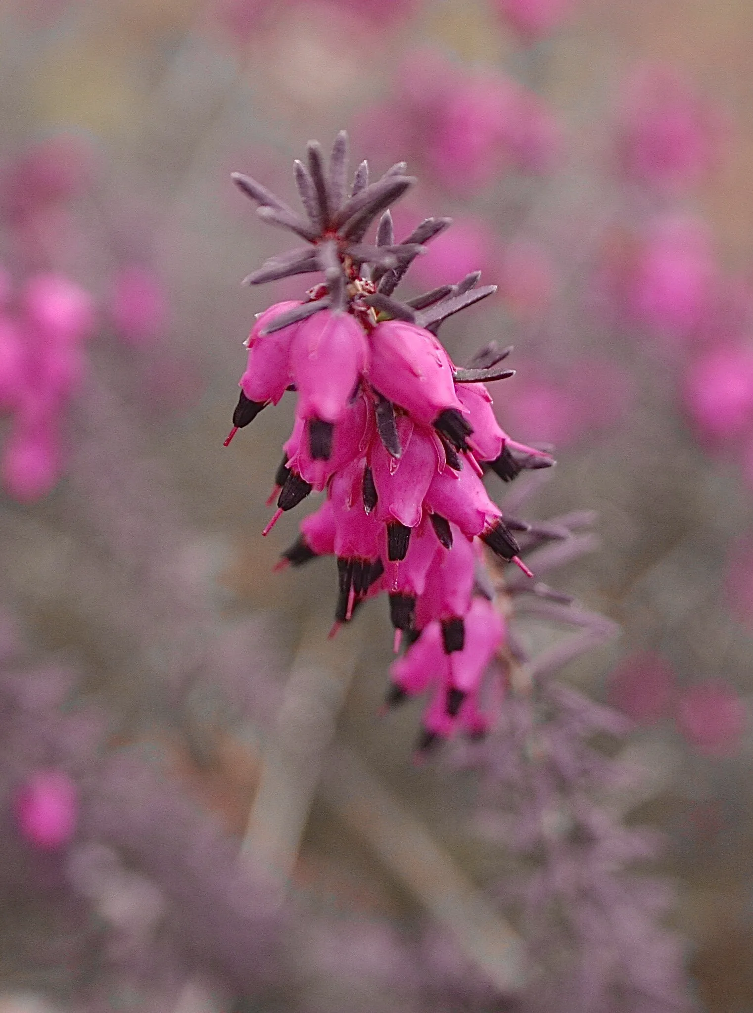 Pink perfections of spring