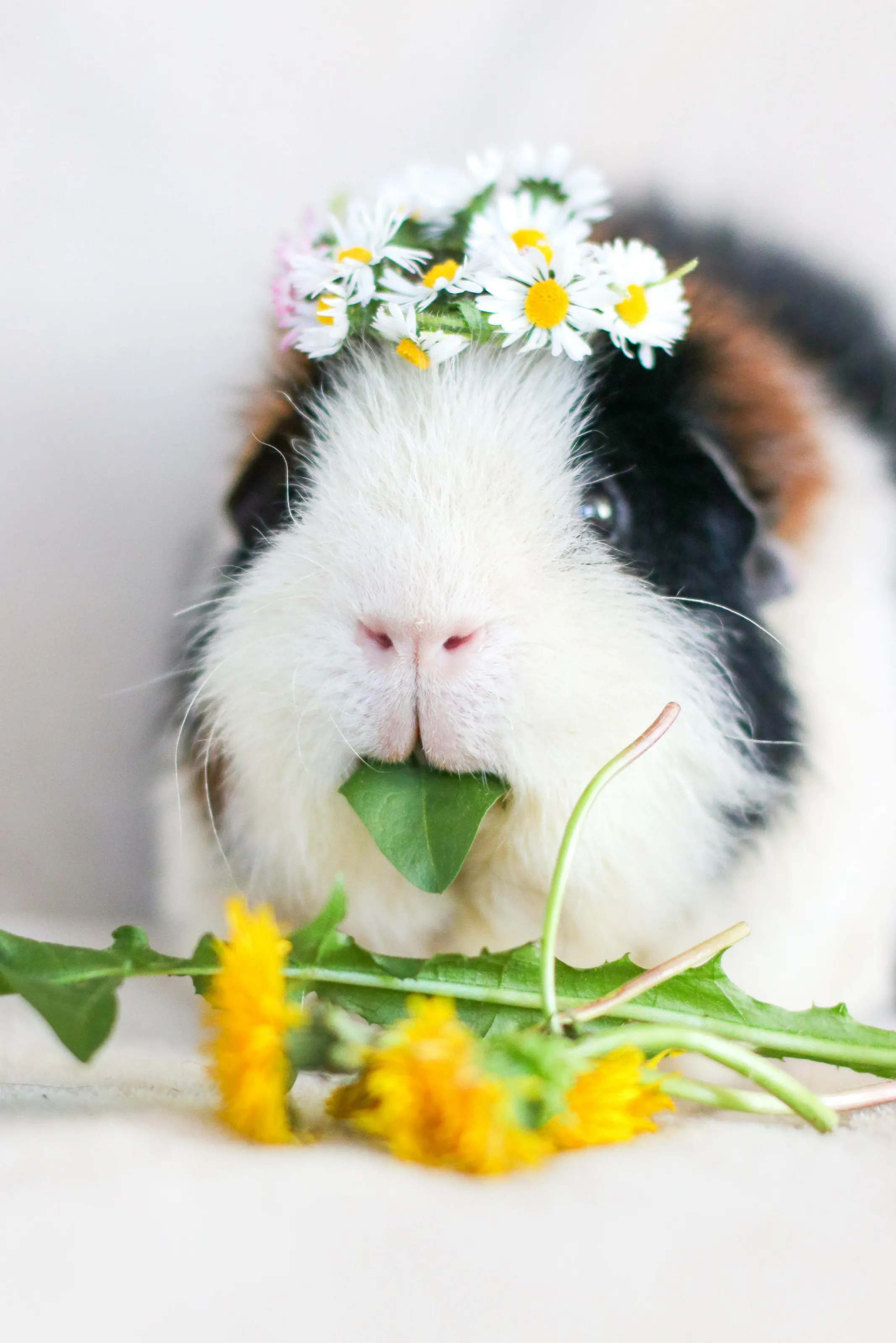 Guinea pig with his edible flower crown