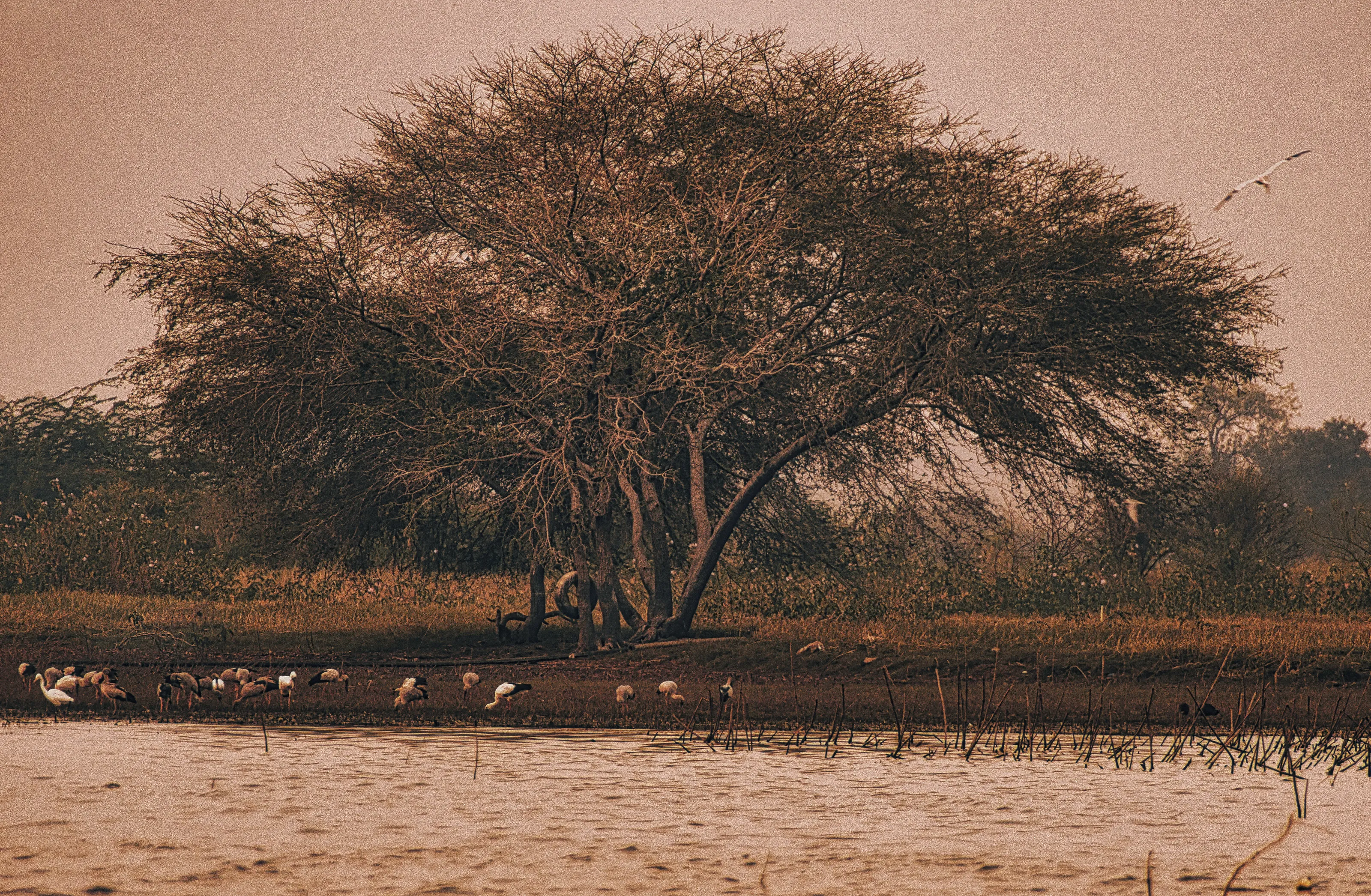 Under the Tree