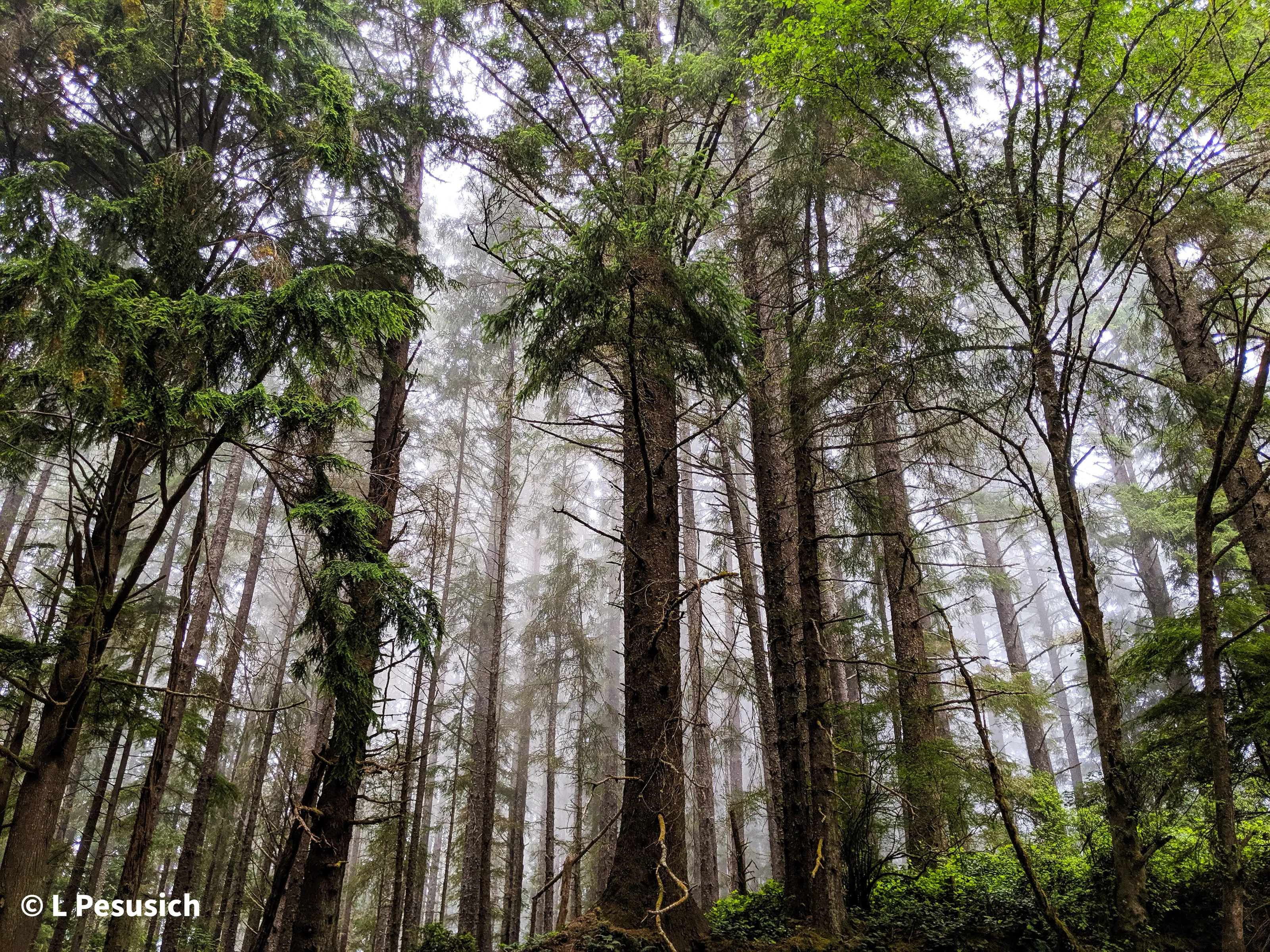 Misty Forest
