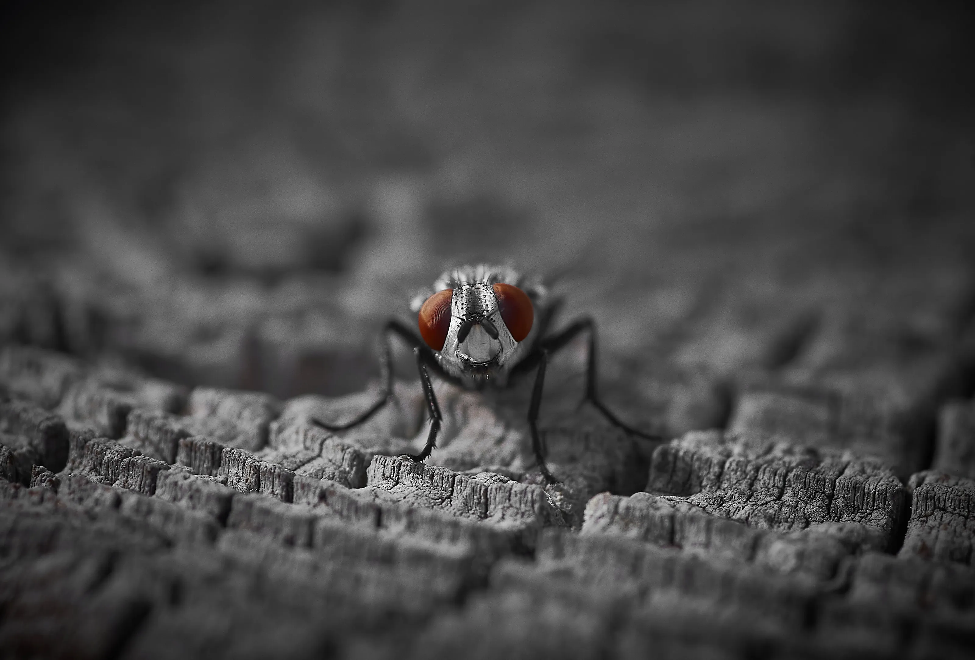 Sacrophaga Carnaria