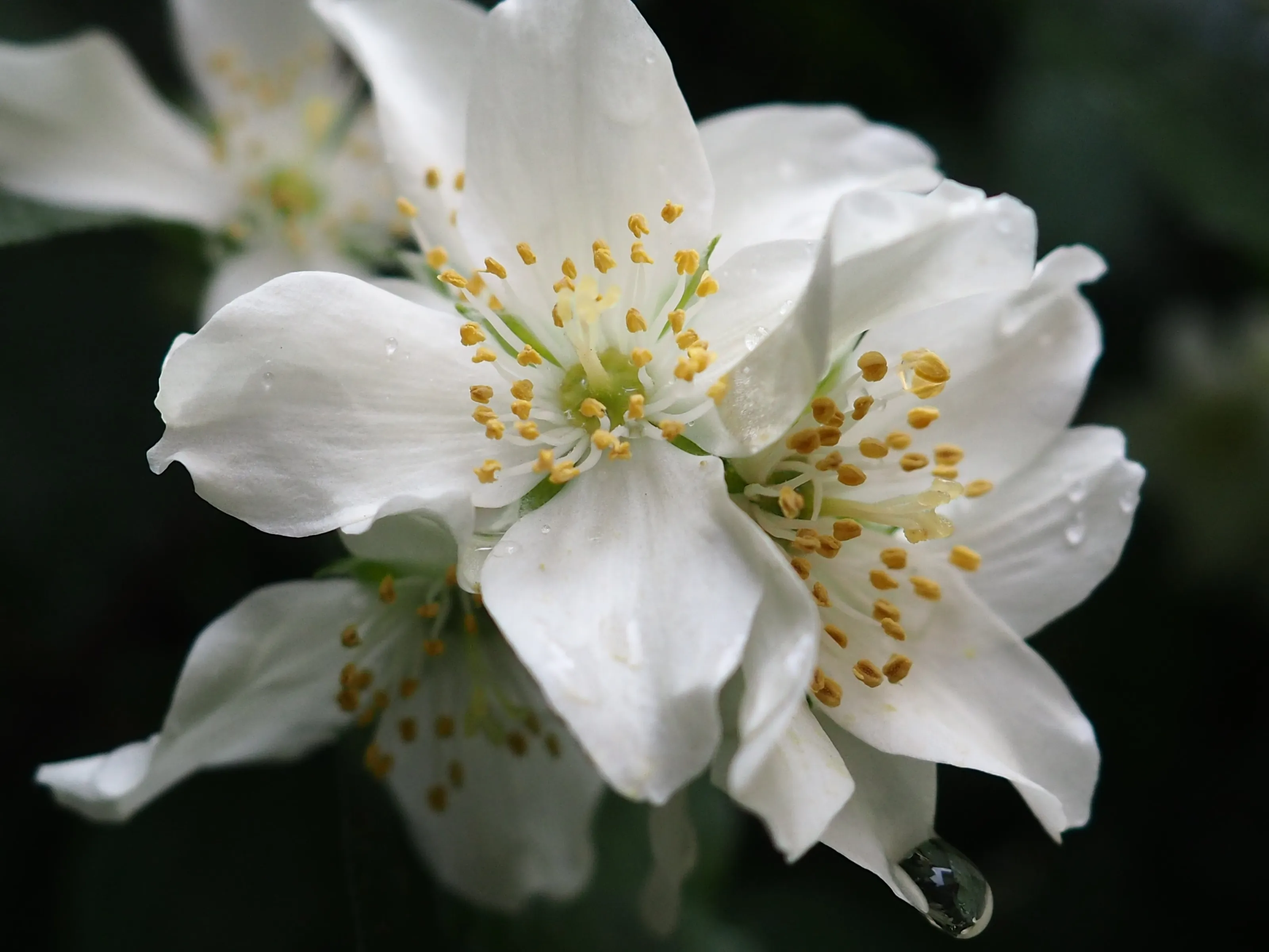 Philadelphus coronarius