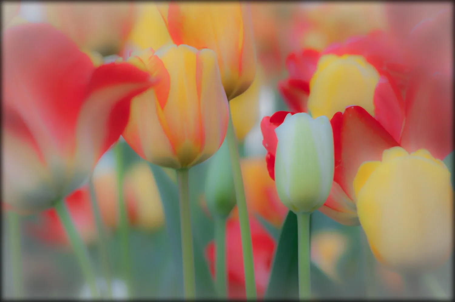"Color of a Dream"