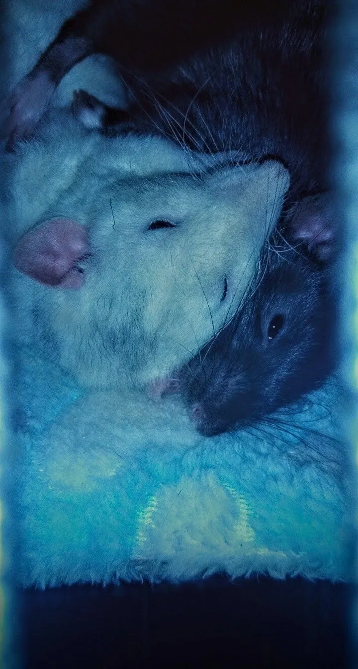 Brotherly love