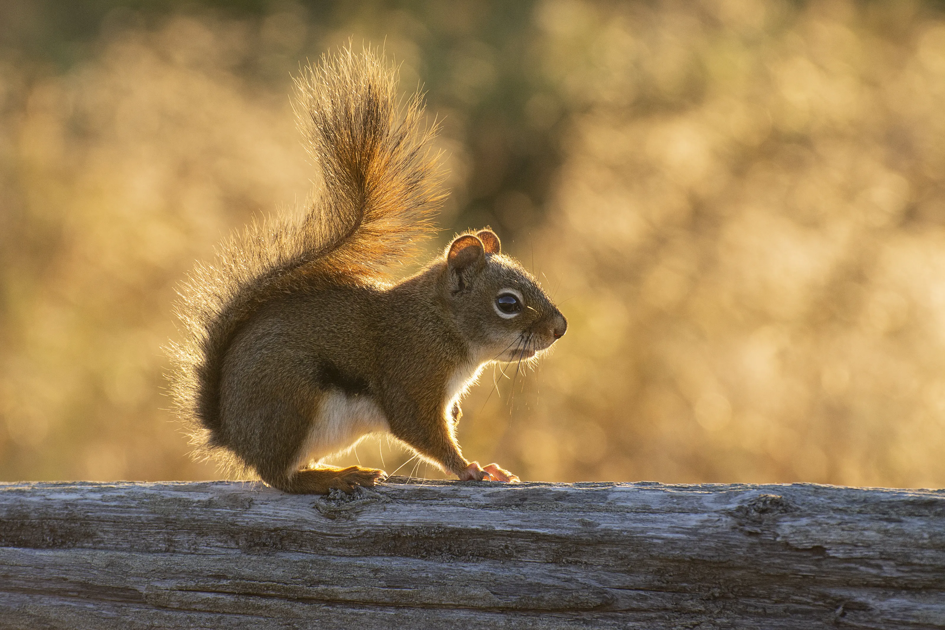Sunrise Squirel