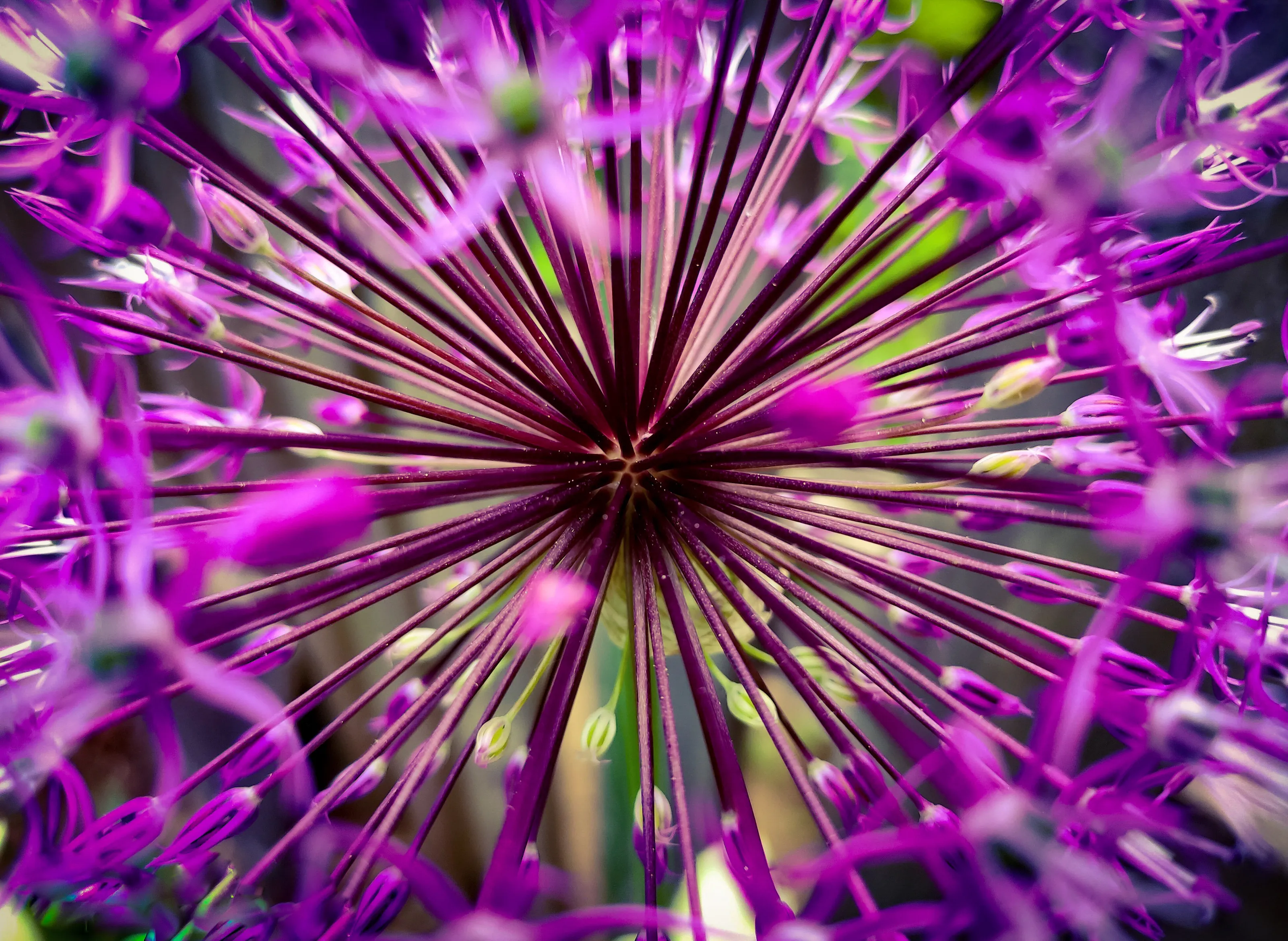 Ornamental onion