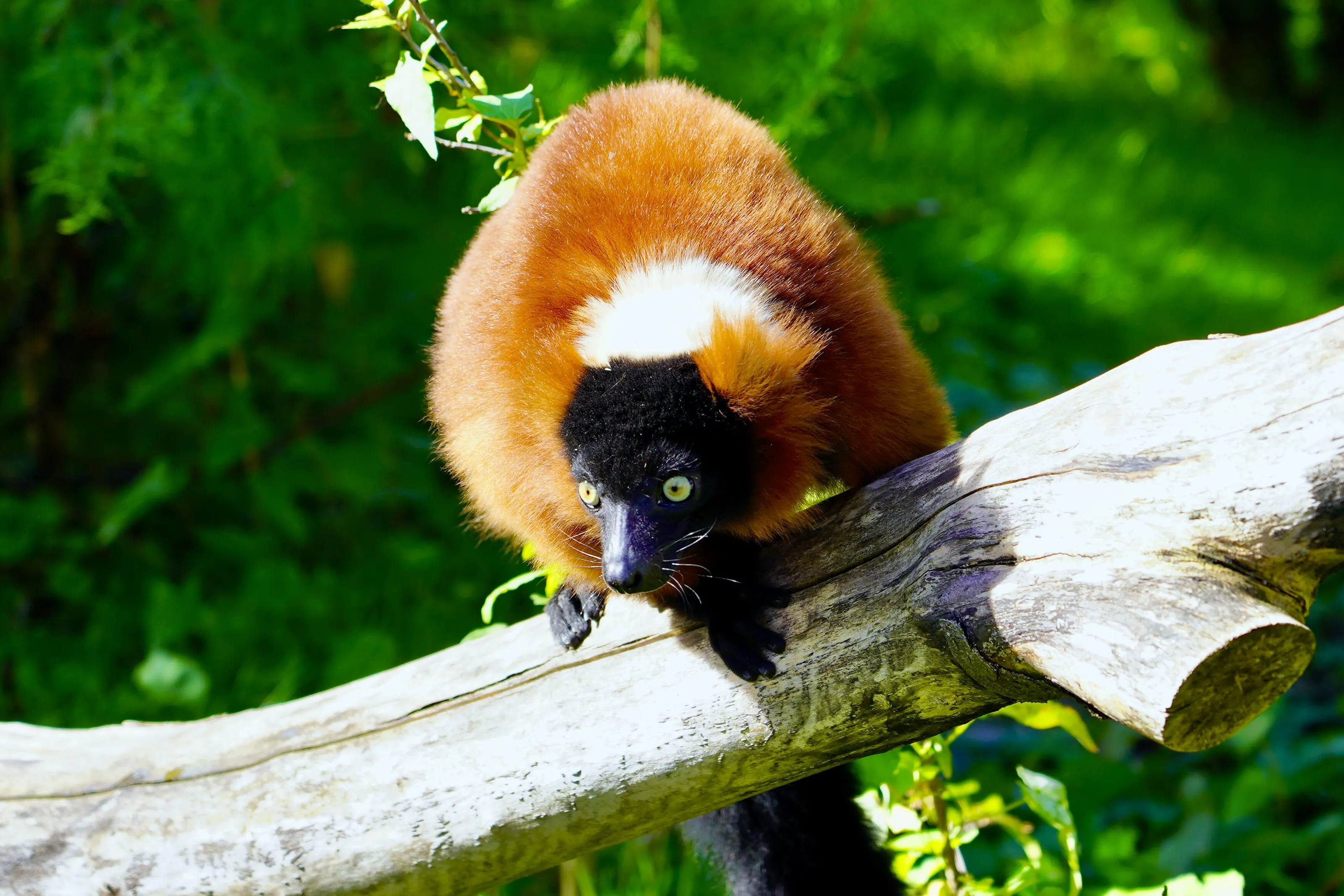 Red Lemur