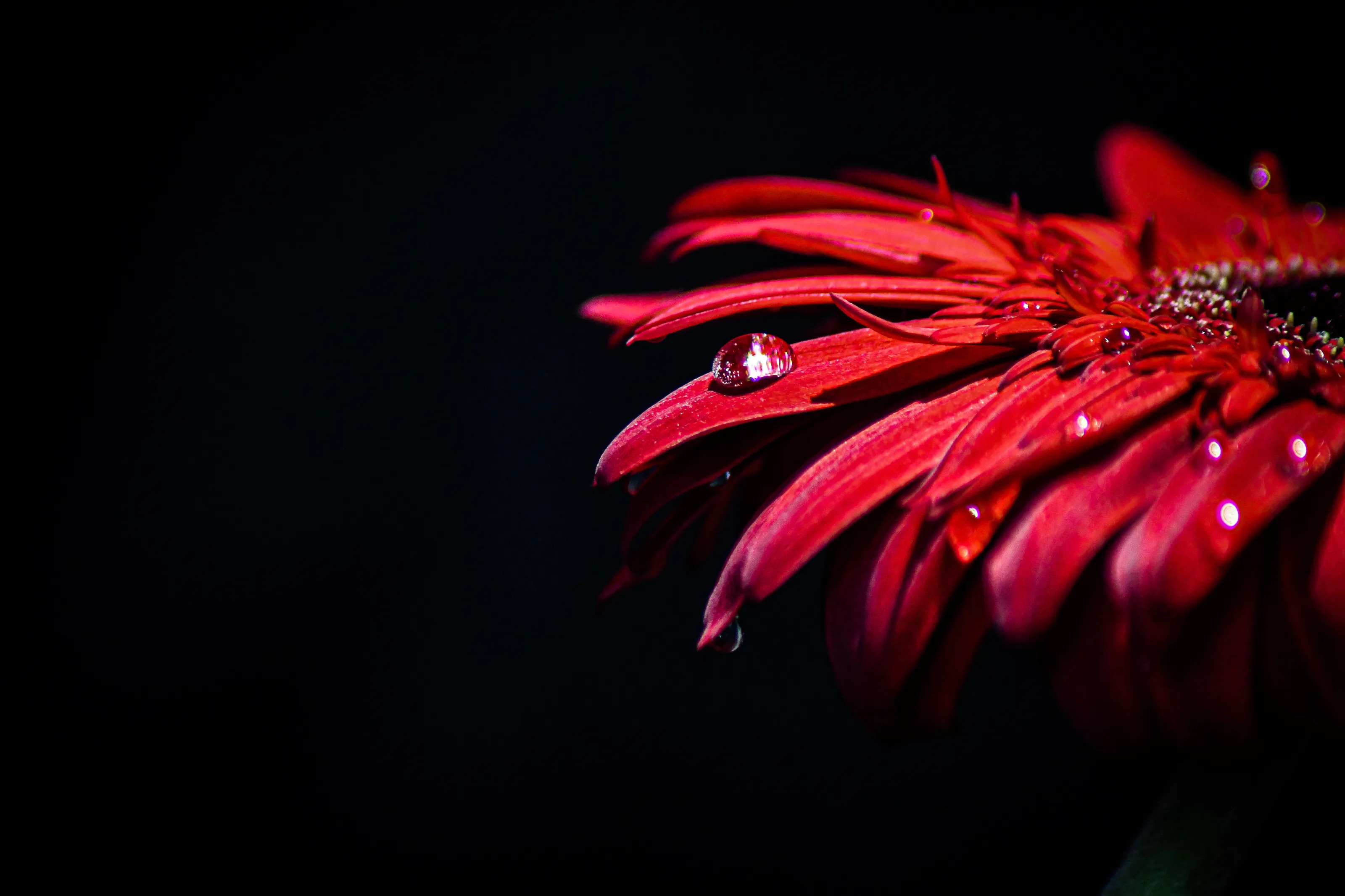 Gerbera photo