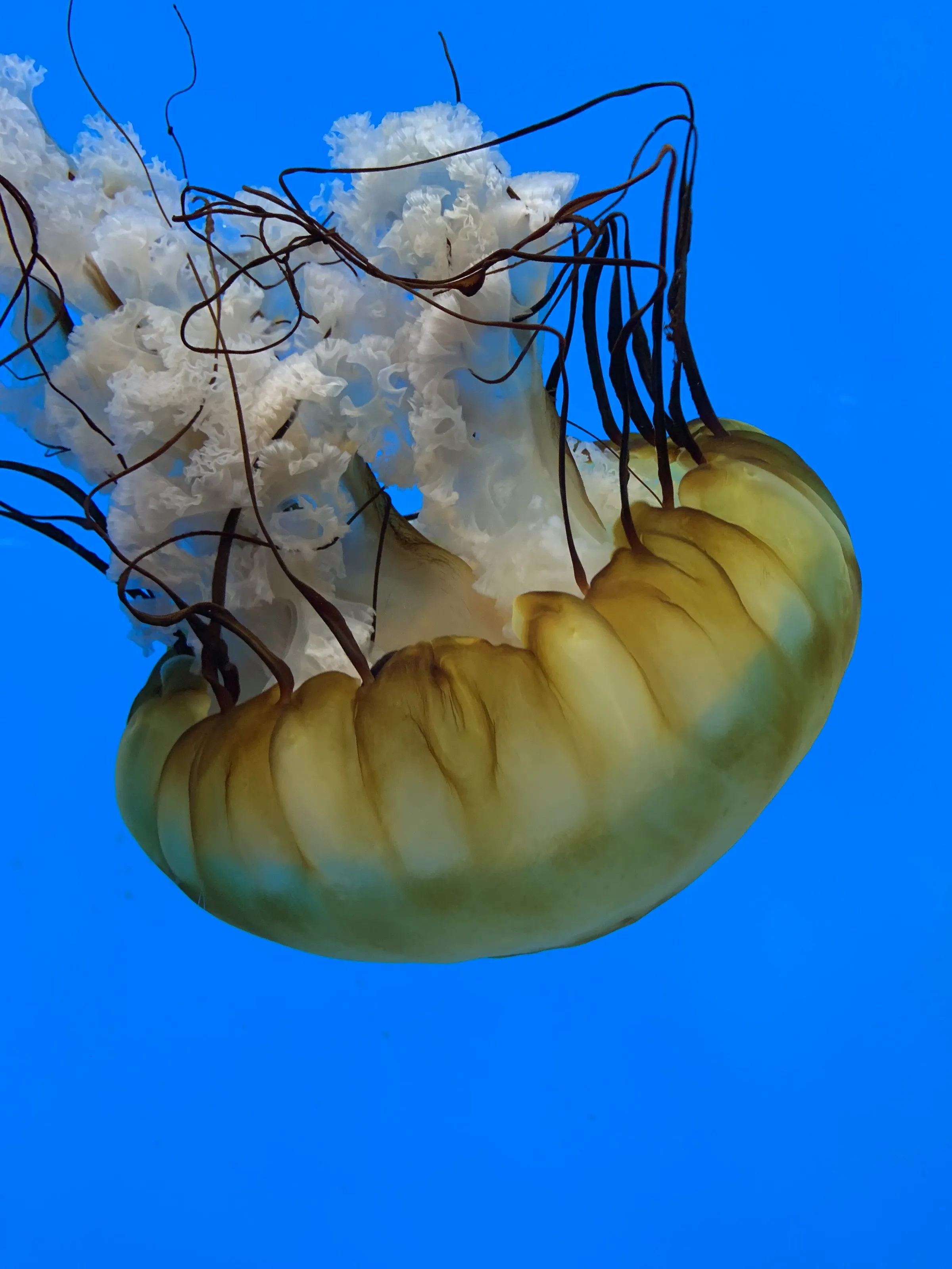 Jellyfish