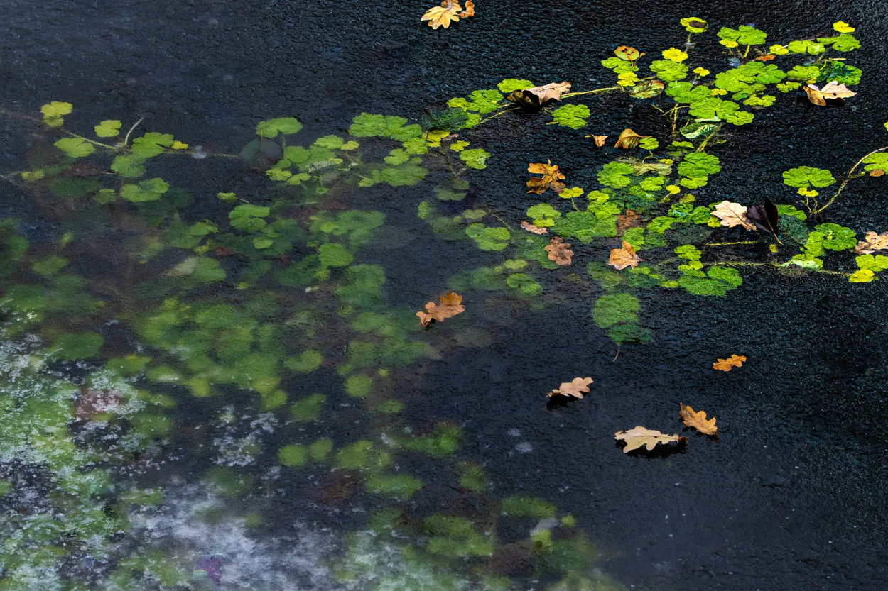 Entry 18804220
