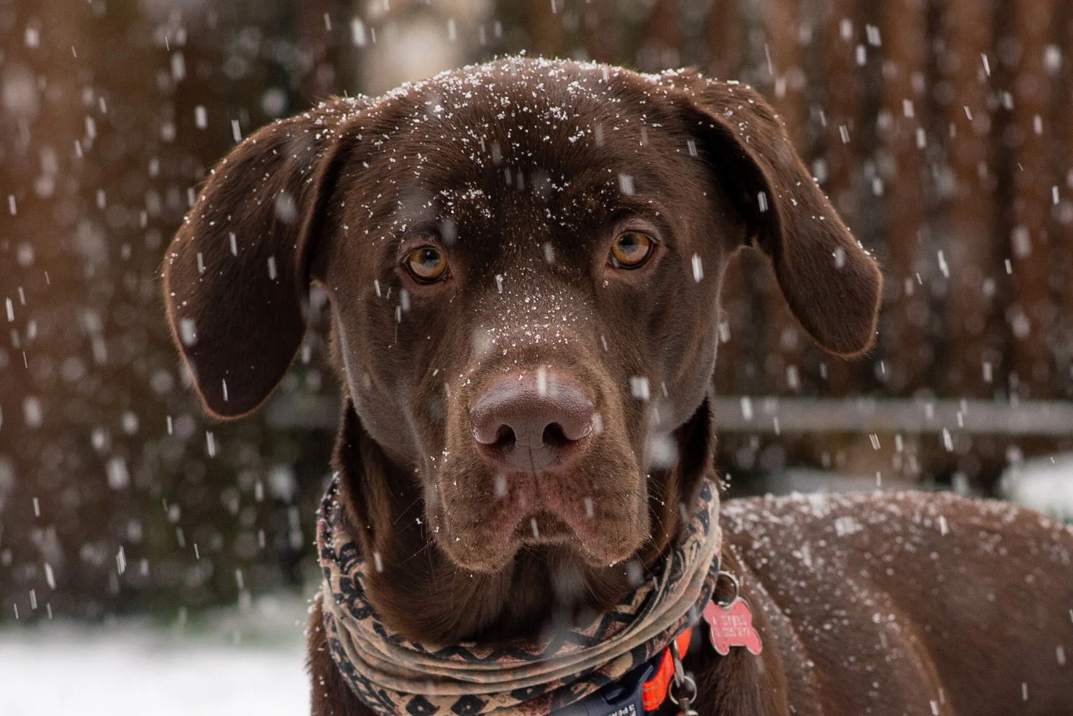 Chester in the snow