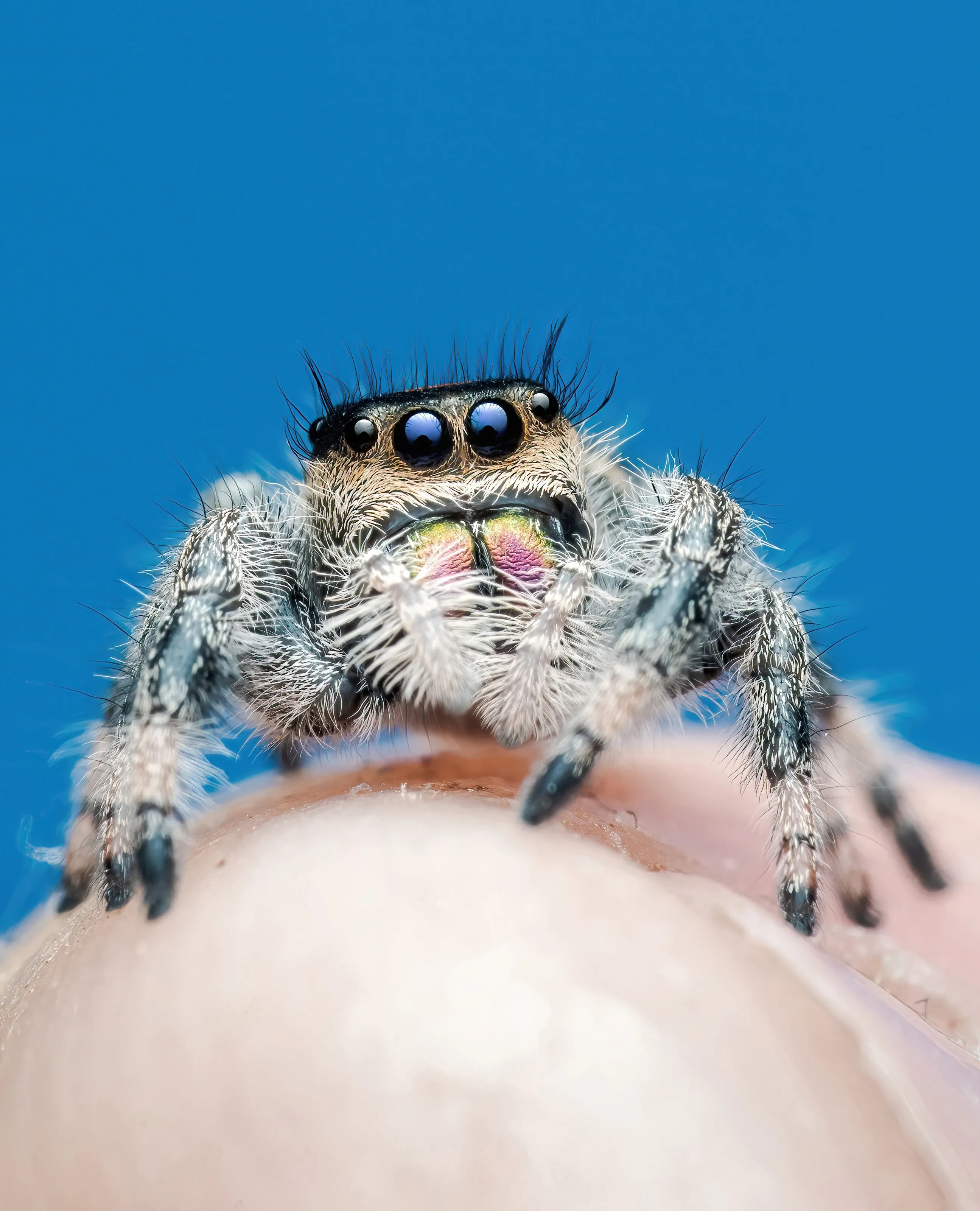 Boo my Regius Jumping Spider