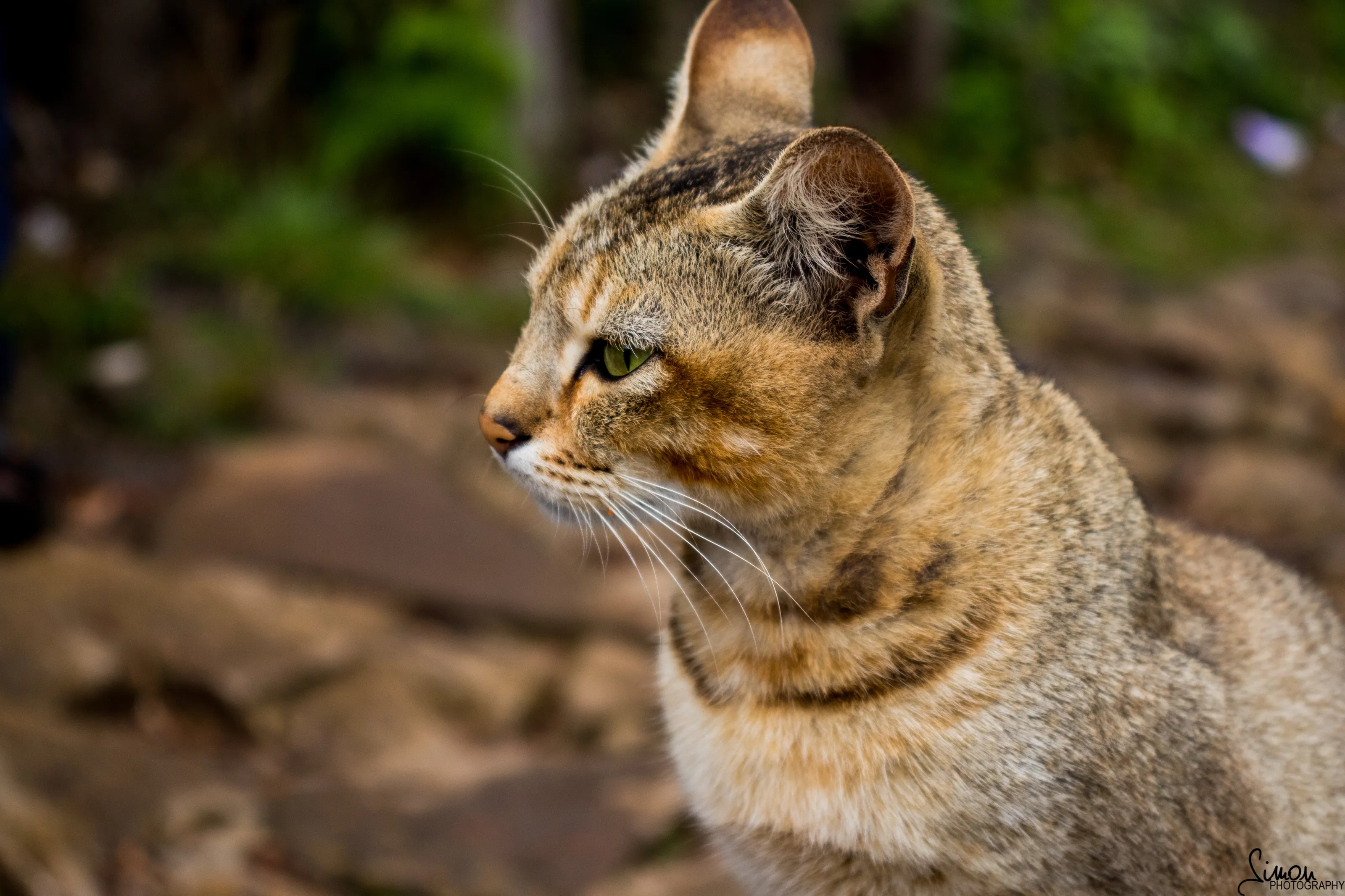wildcat