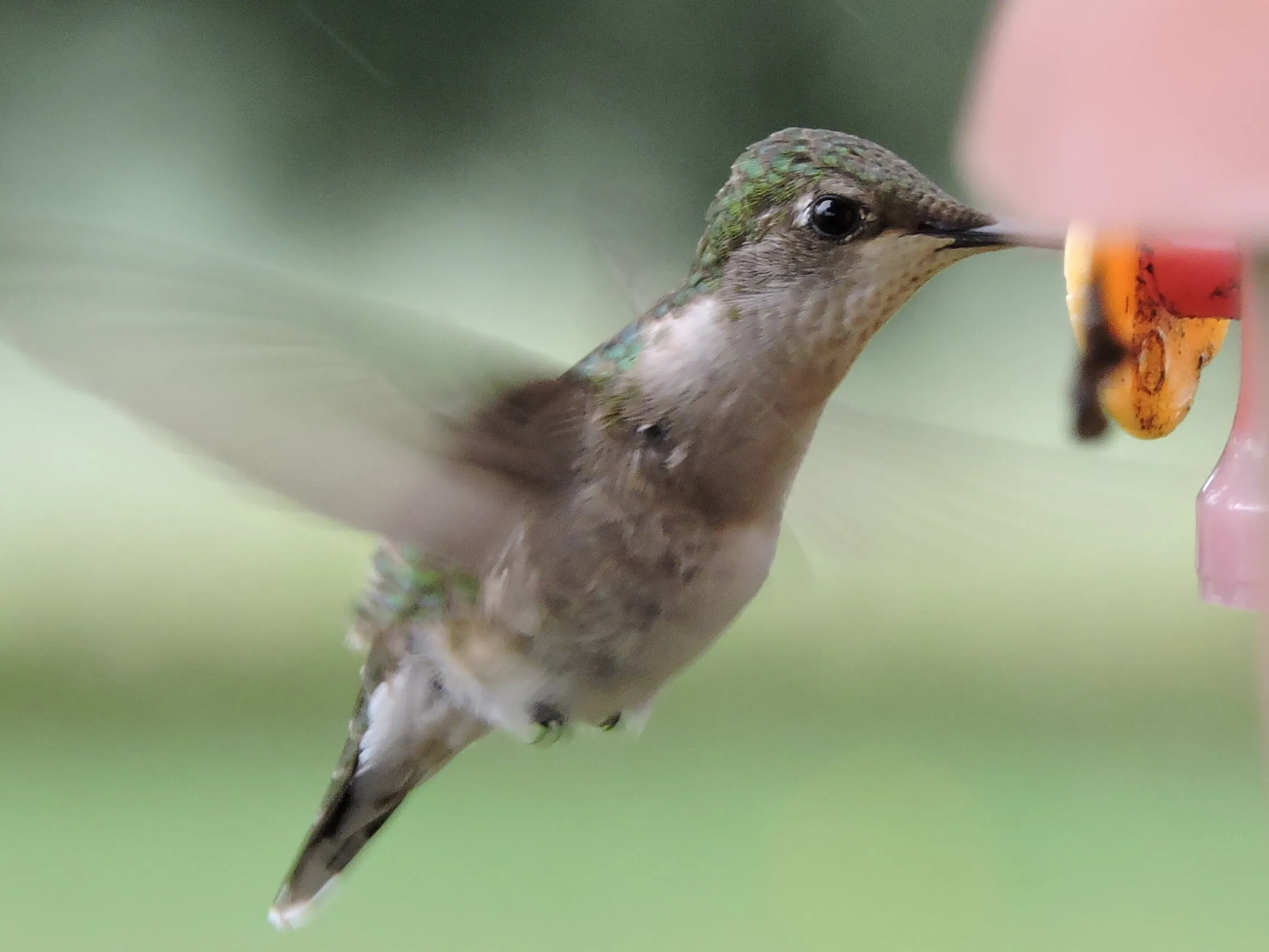 Ruby-Throated Hummingbird
