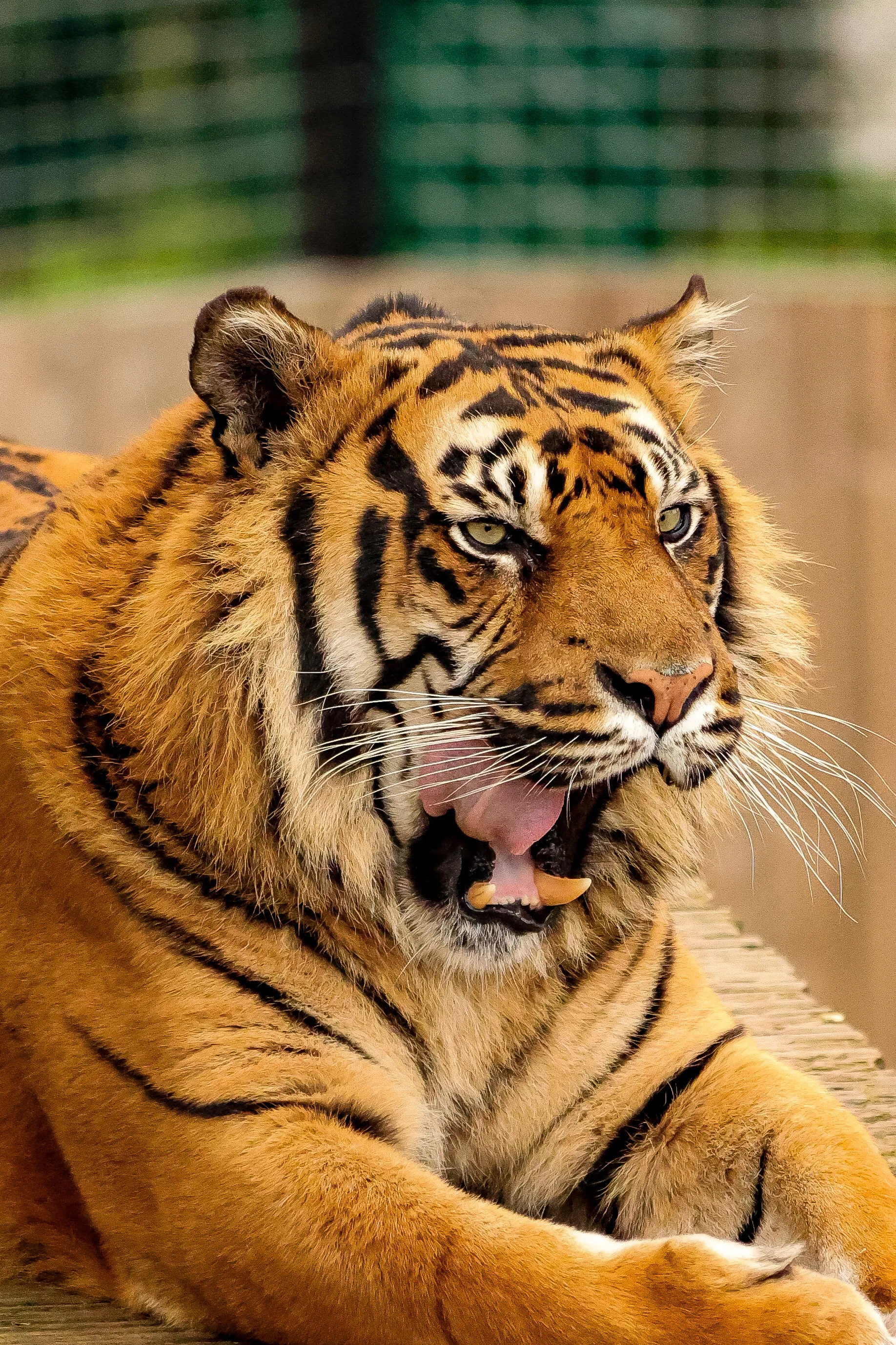 Tiger