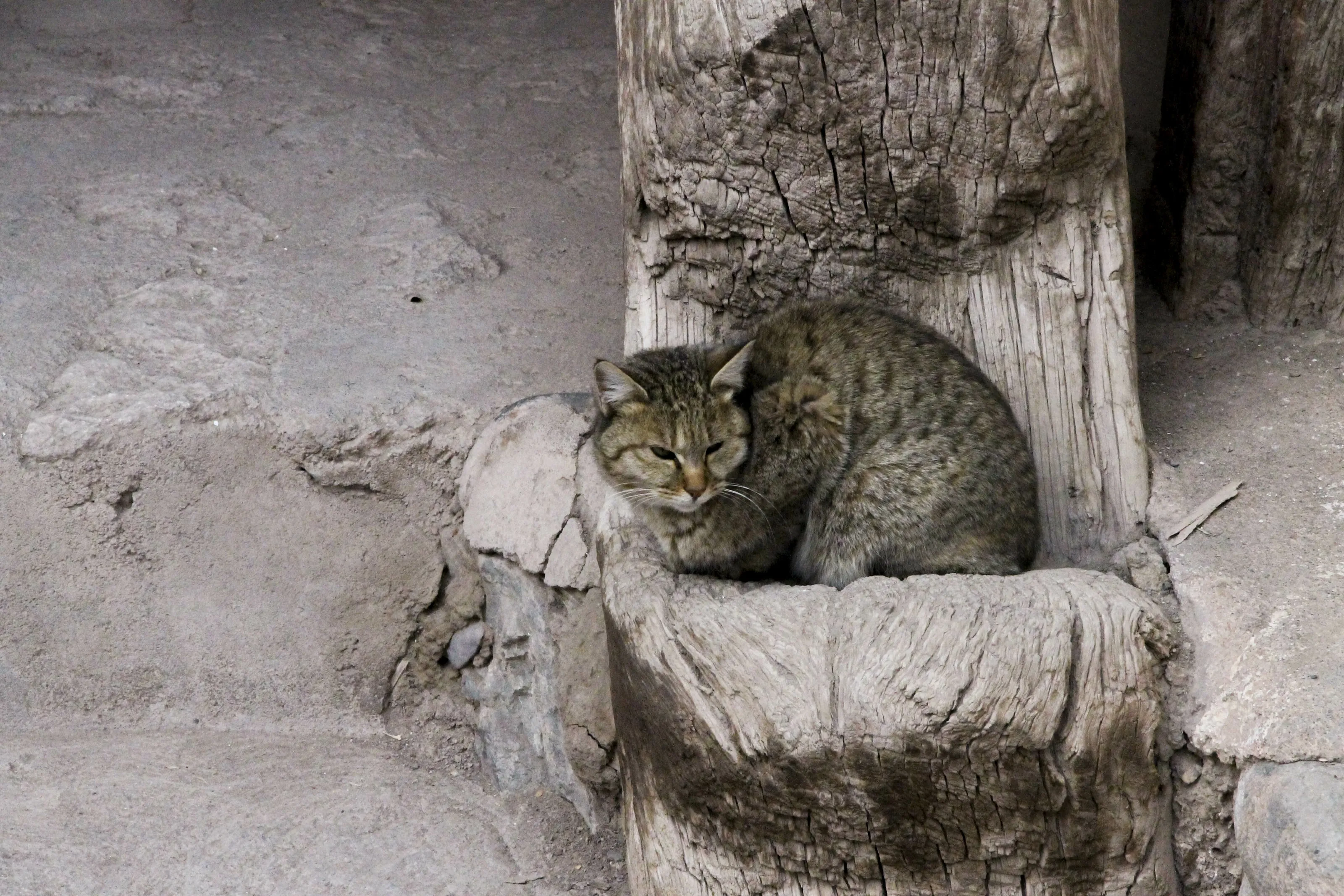 cat