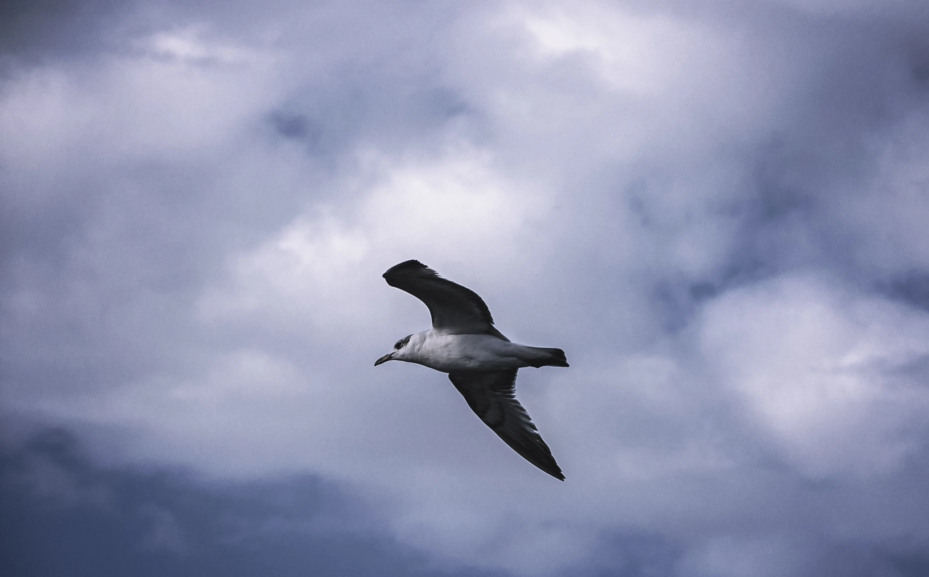 A Flight of Freedom