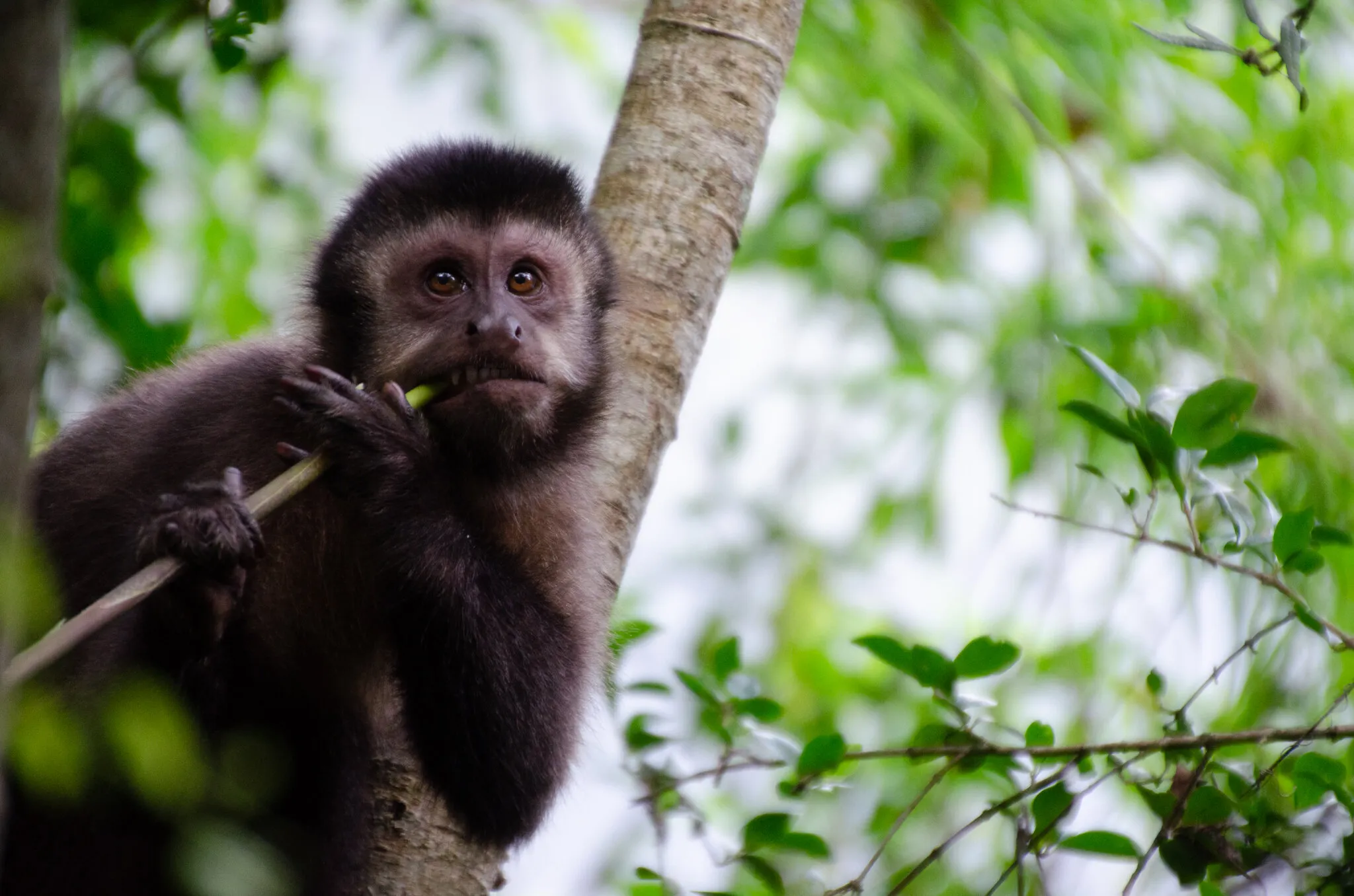 Capuchin Monkey