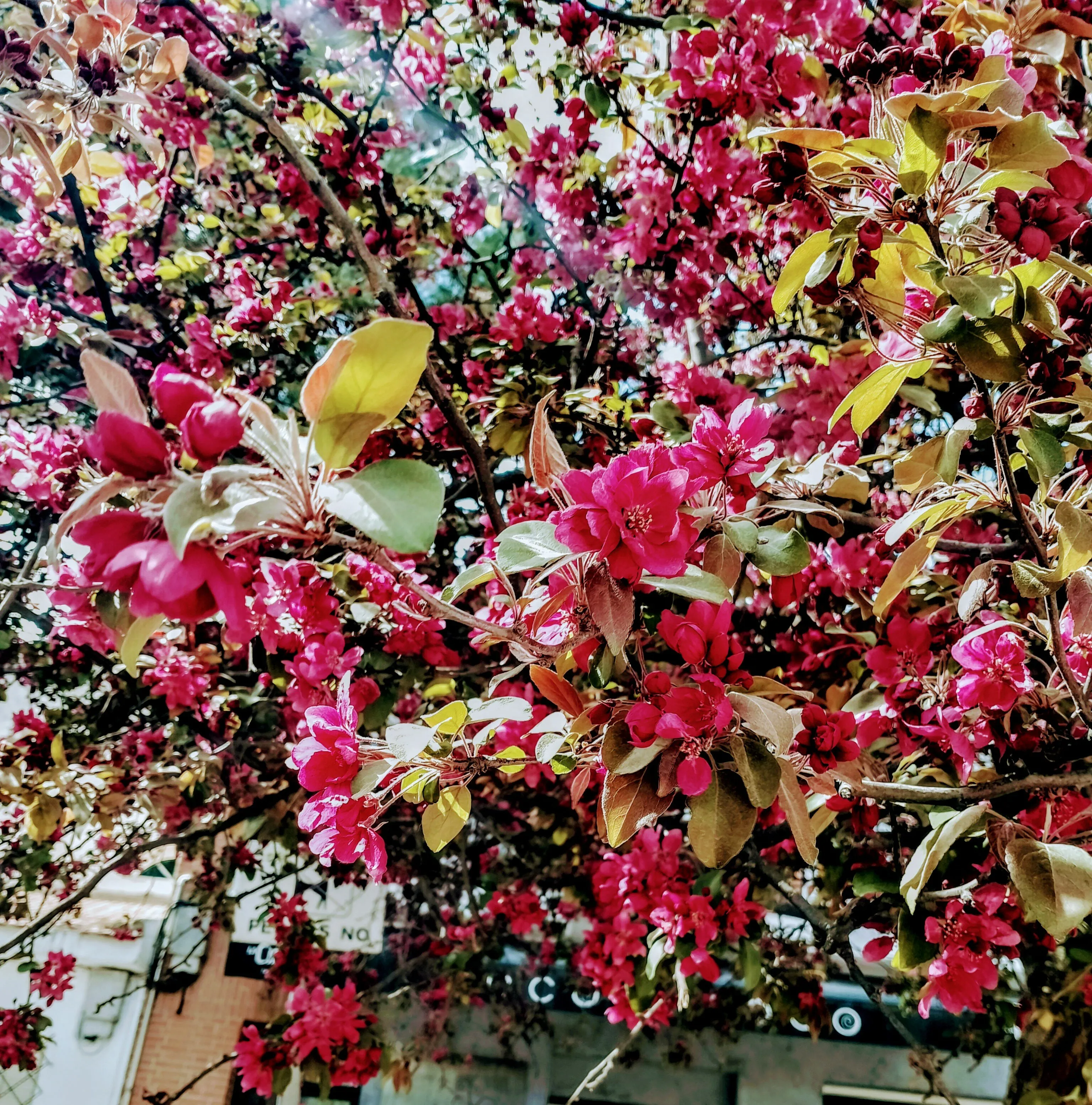 Spring