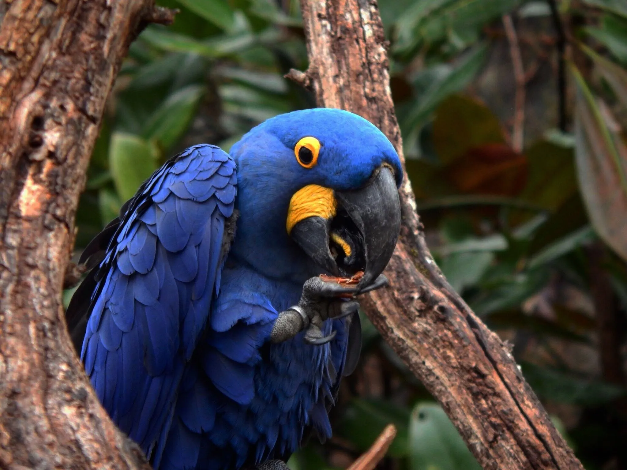 Hyacinth macaw