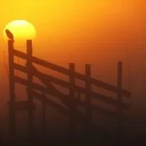 The Misty Morning Owl