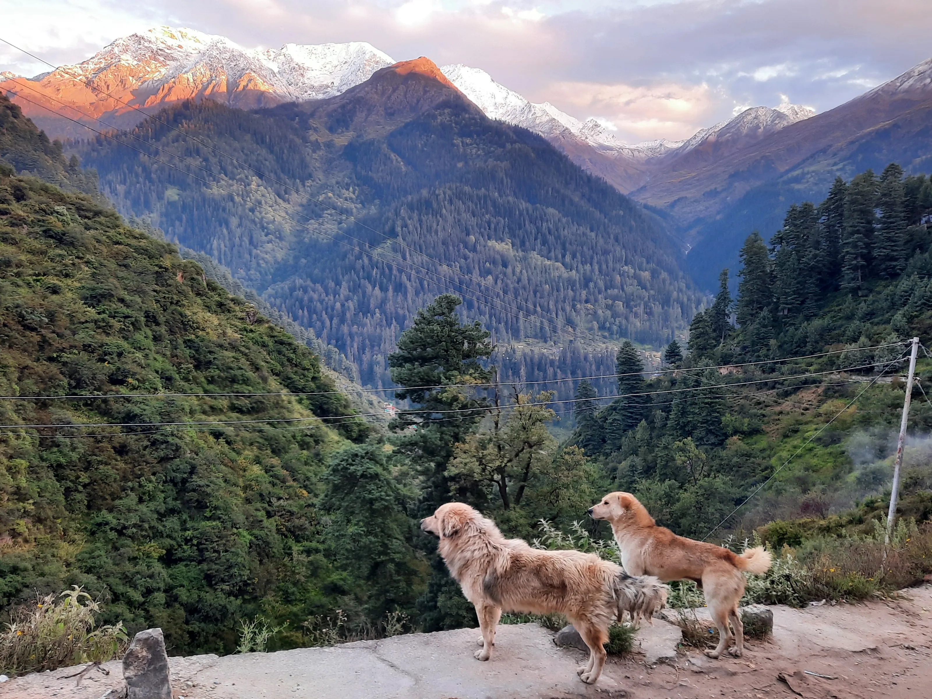 A k9 out of 10 view