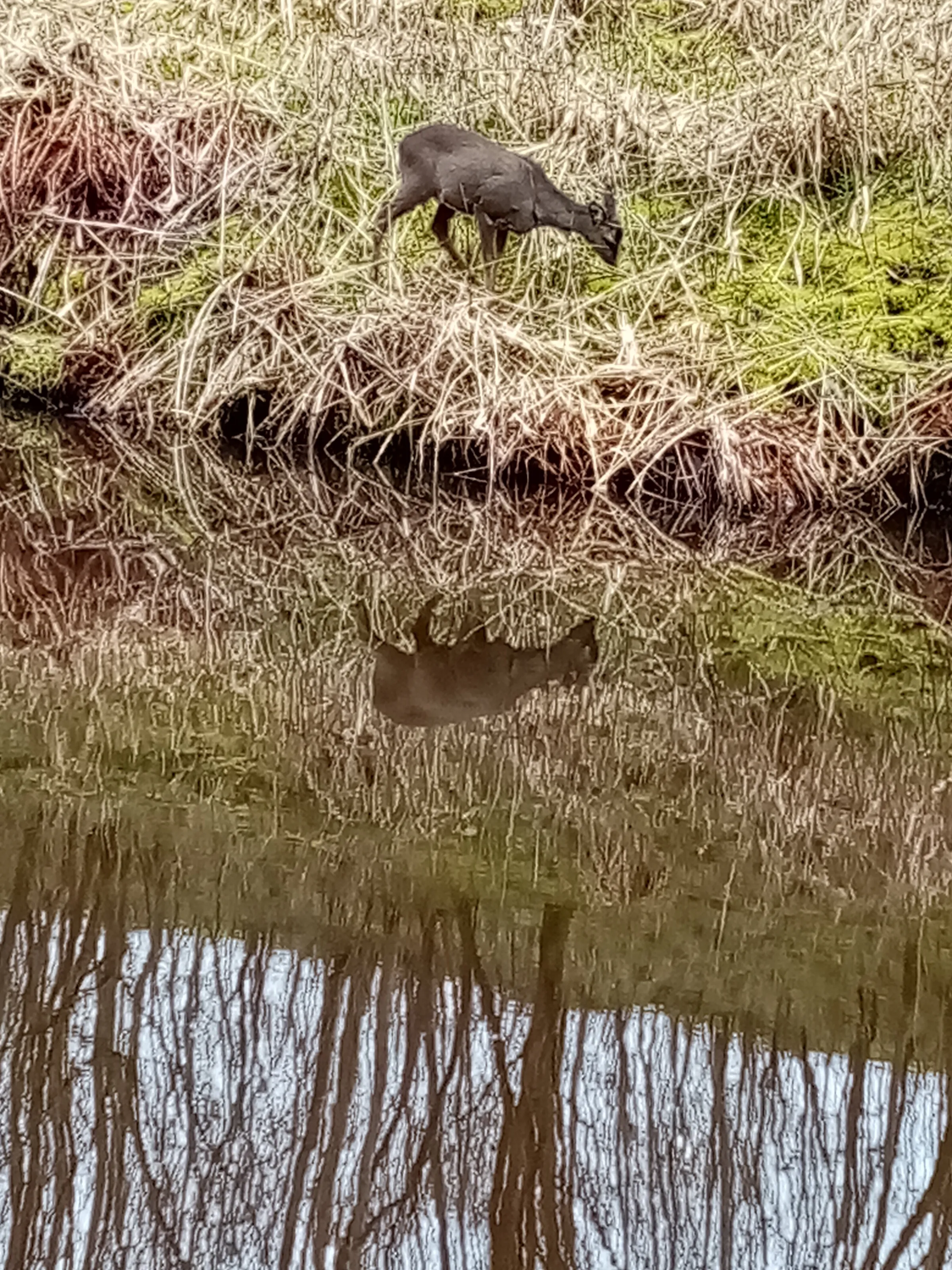 Deer reflection