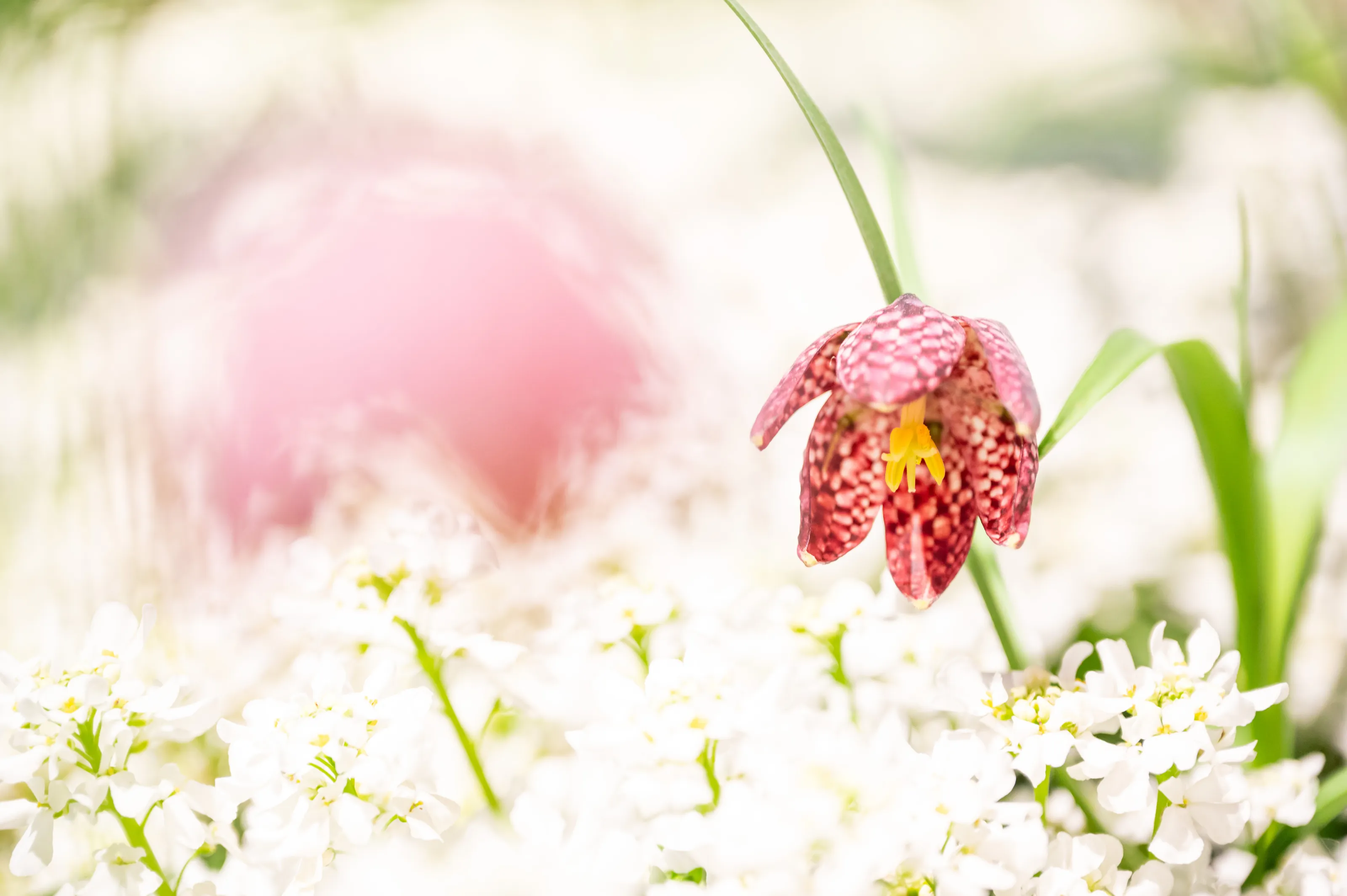 lonely liliaceae