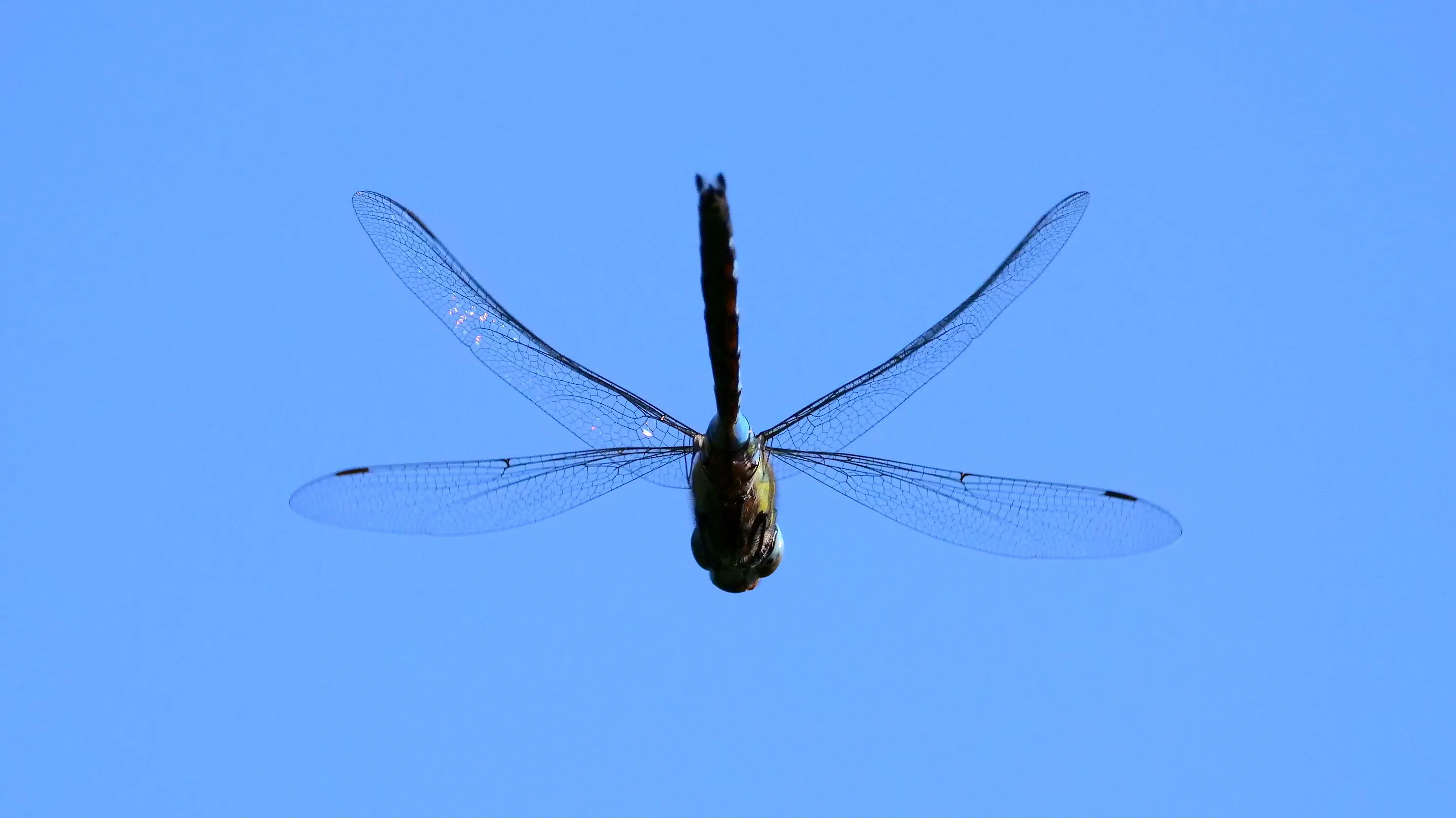 Big Blue