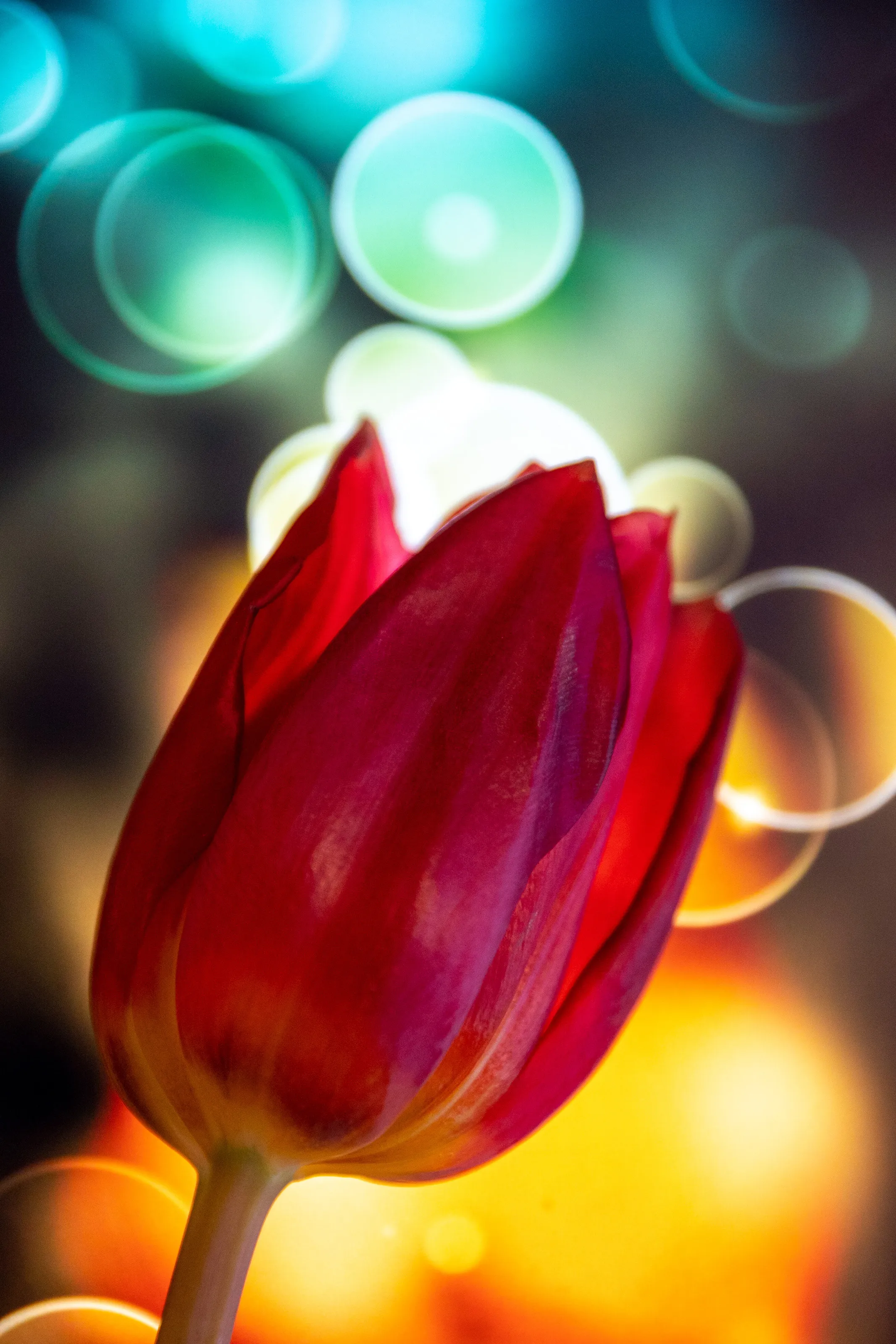 glowing tulip