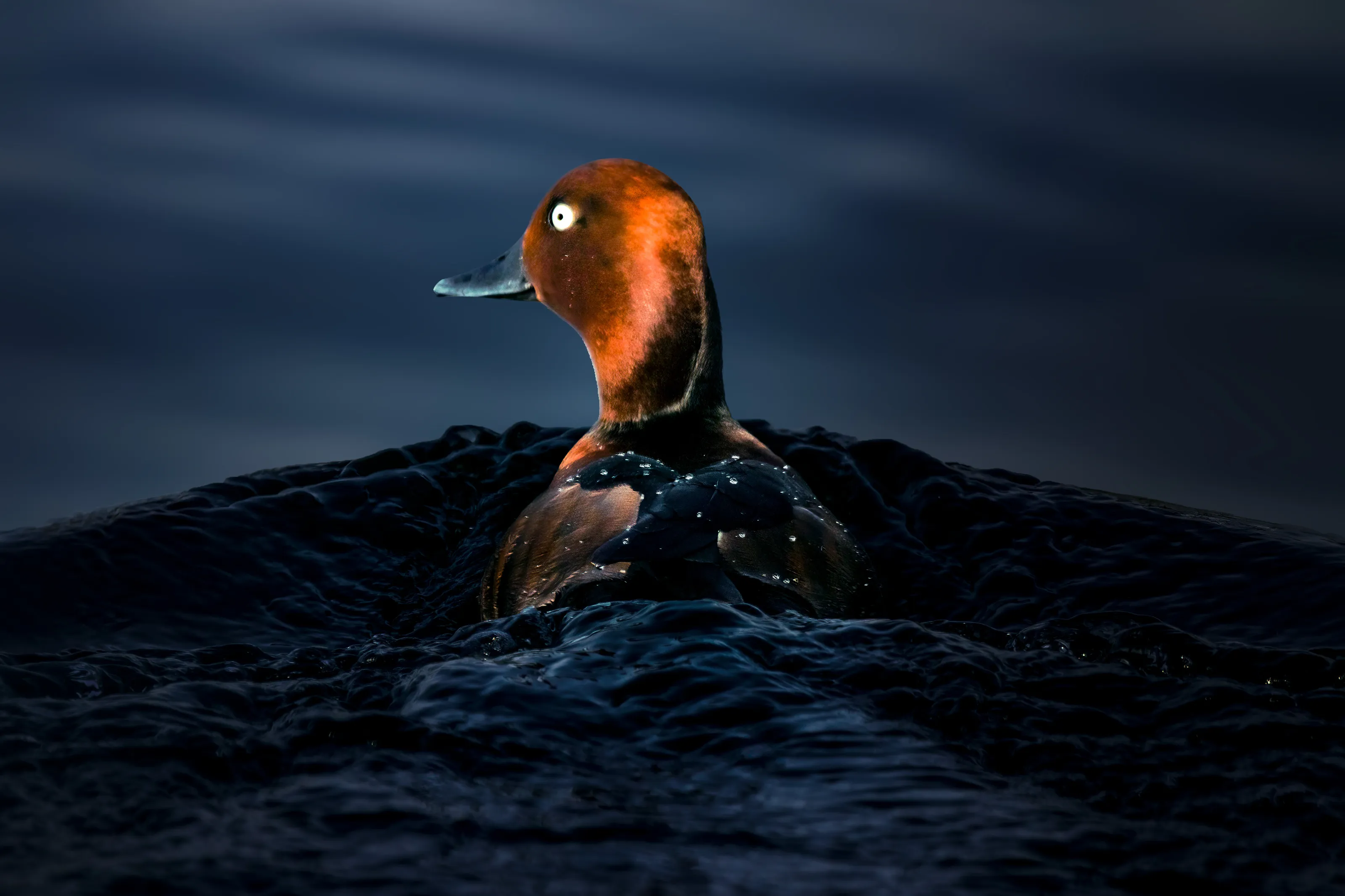 Ferruginous Duck at the Blue Hour