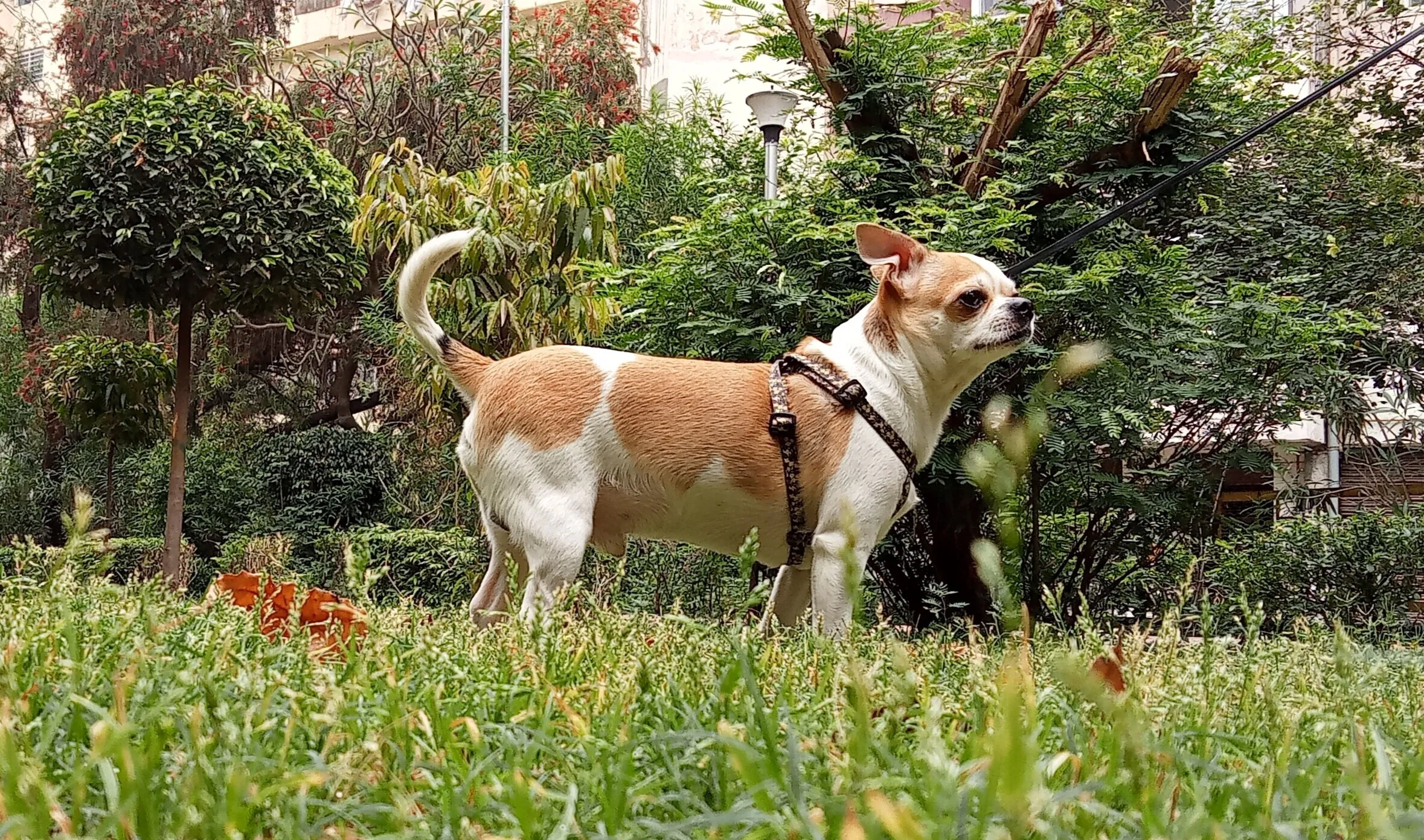 Dog in Grass