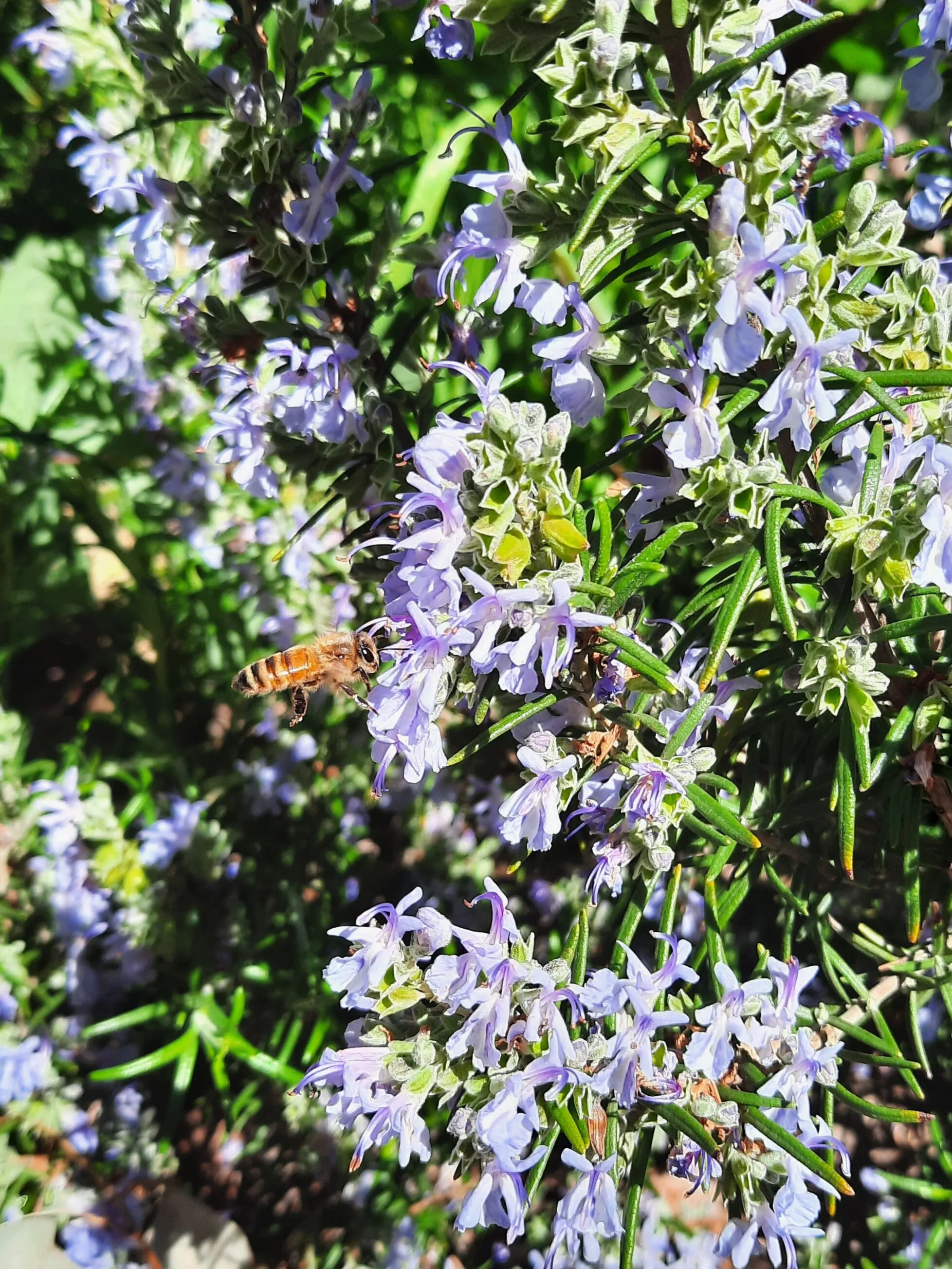 Busy Bee Blossoms