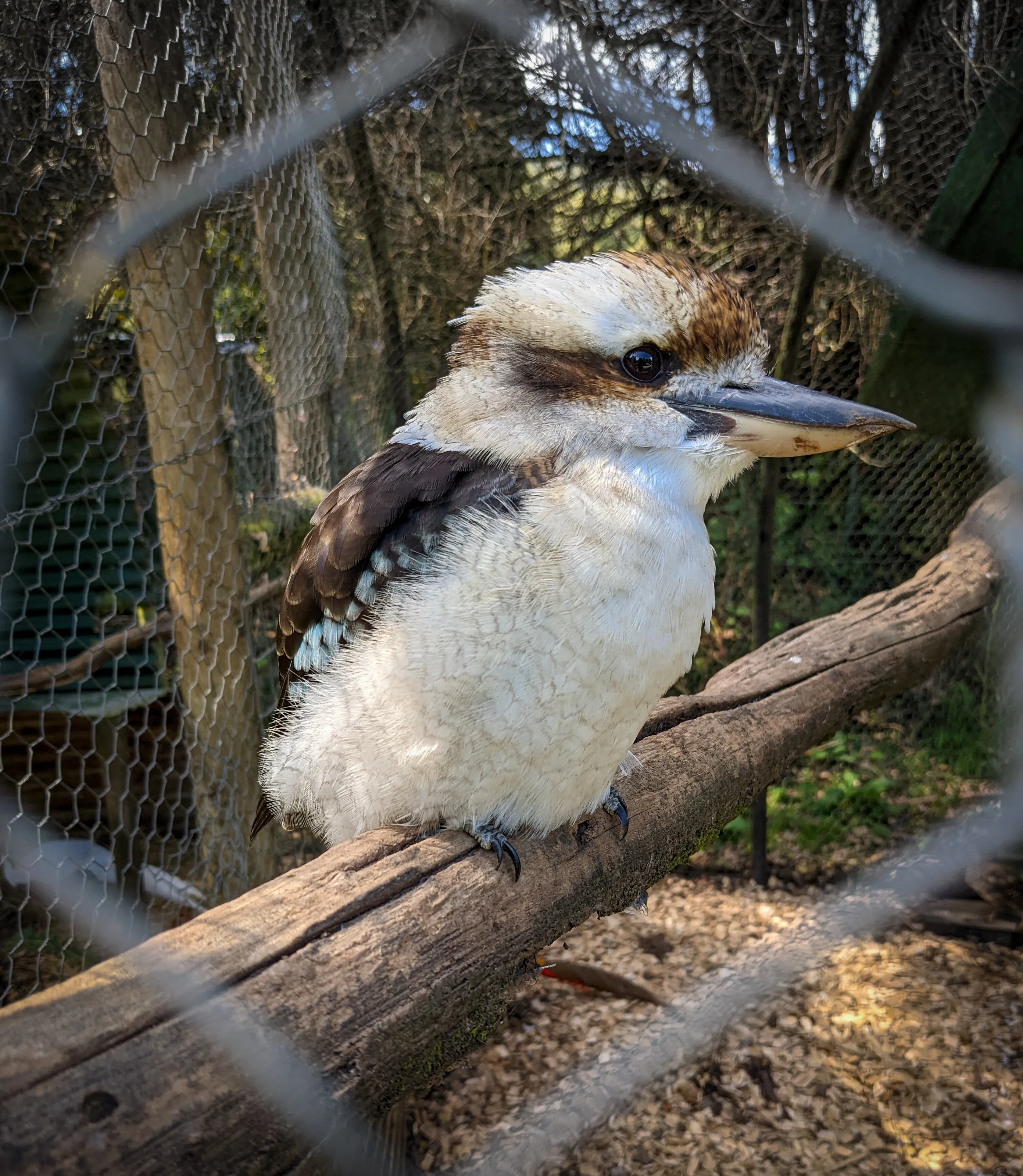 Kookaburra