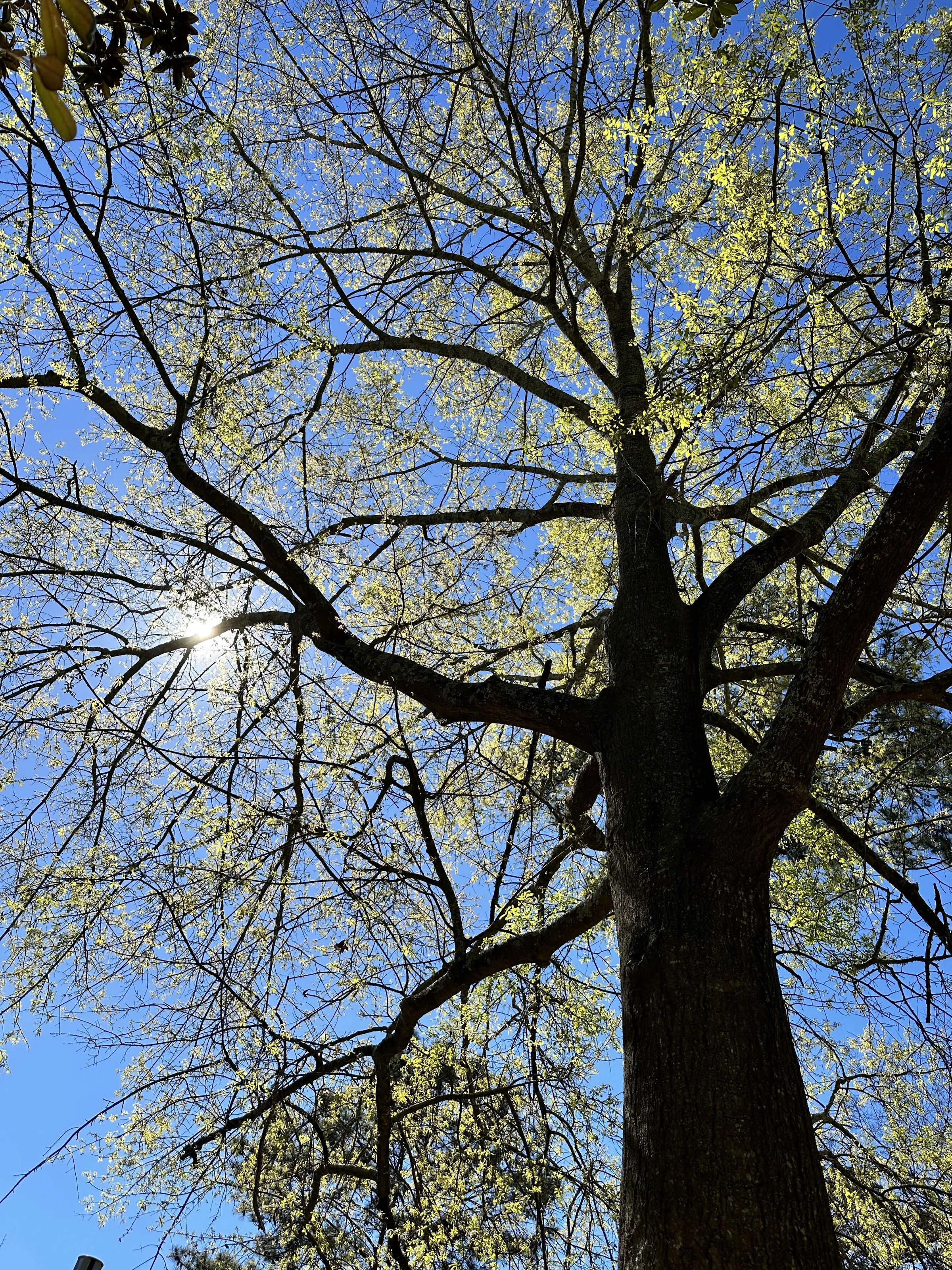 Sun Thru My Oak Tree Early Spring