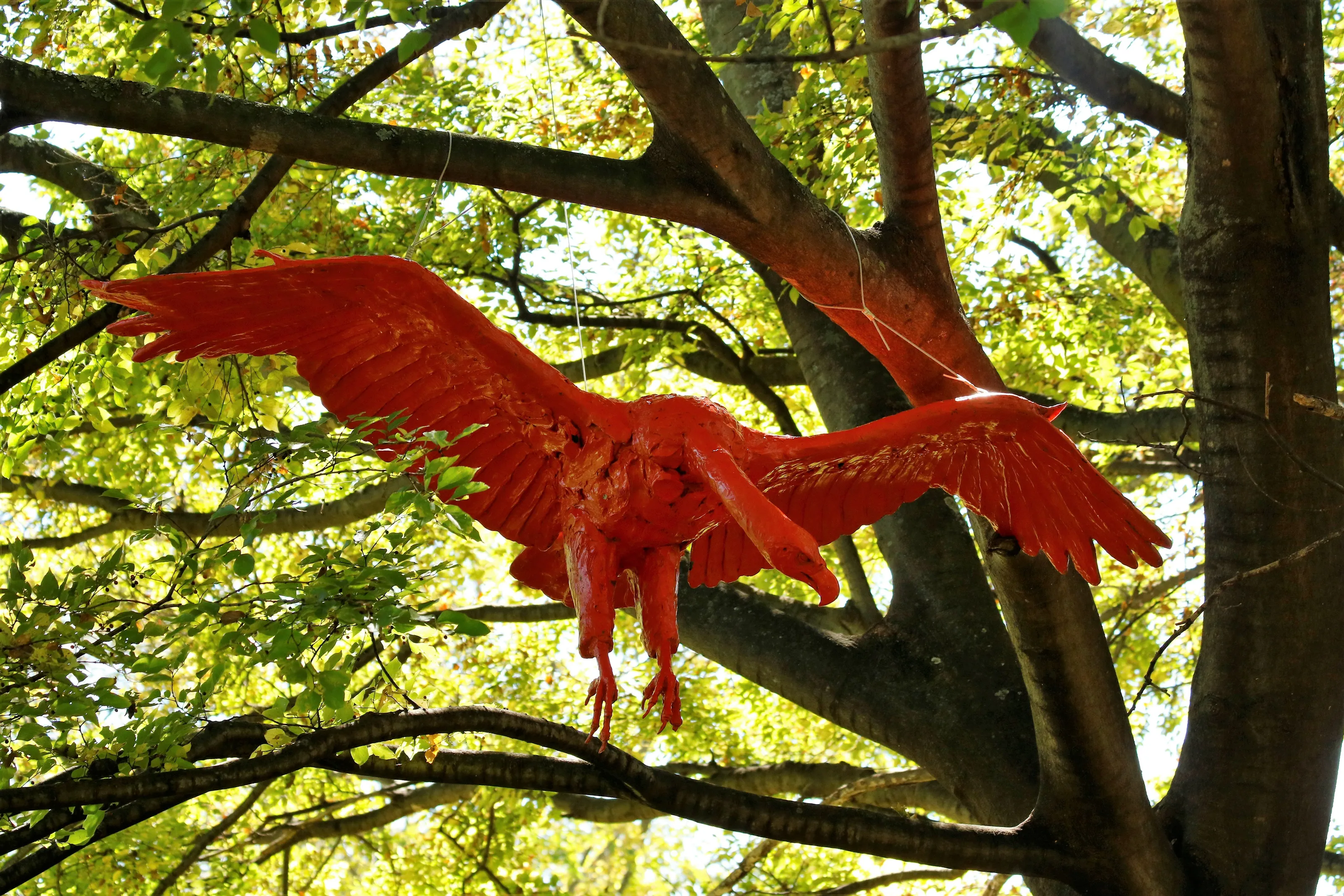 bird