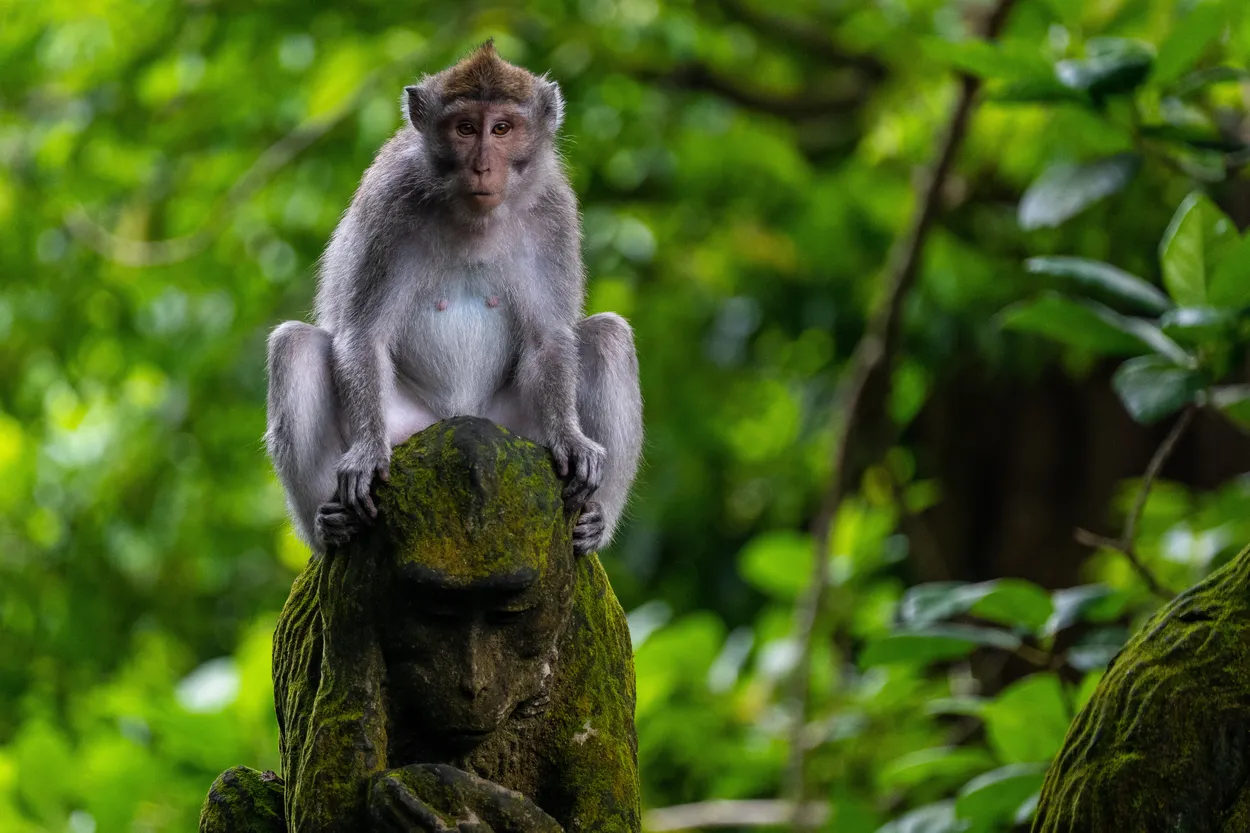 Macaque on a Monkey Statue