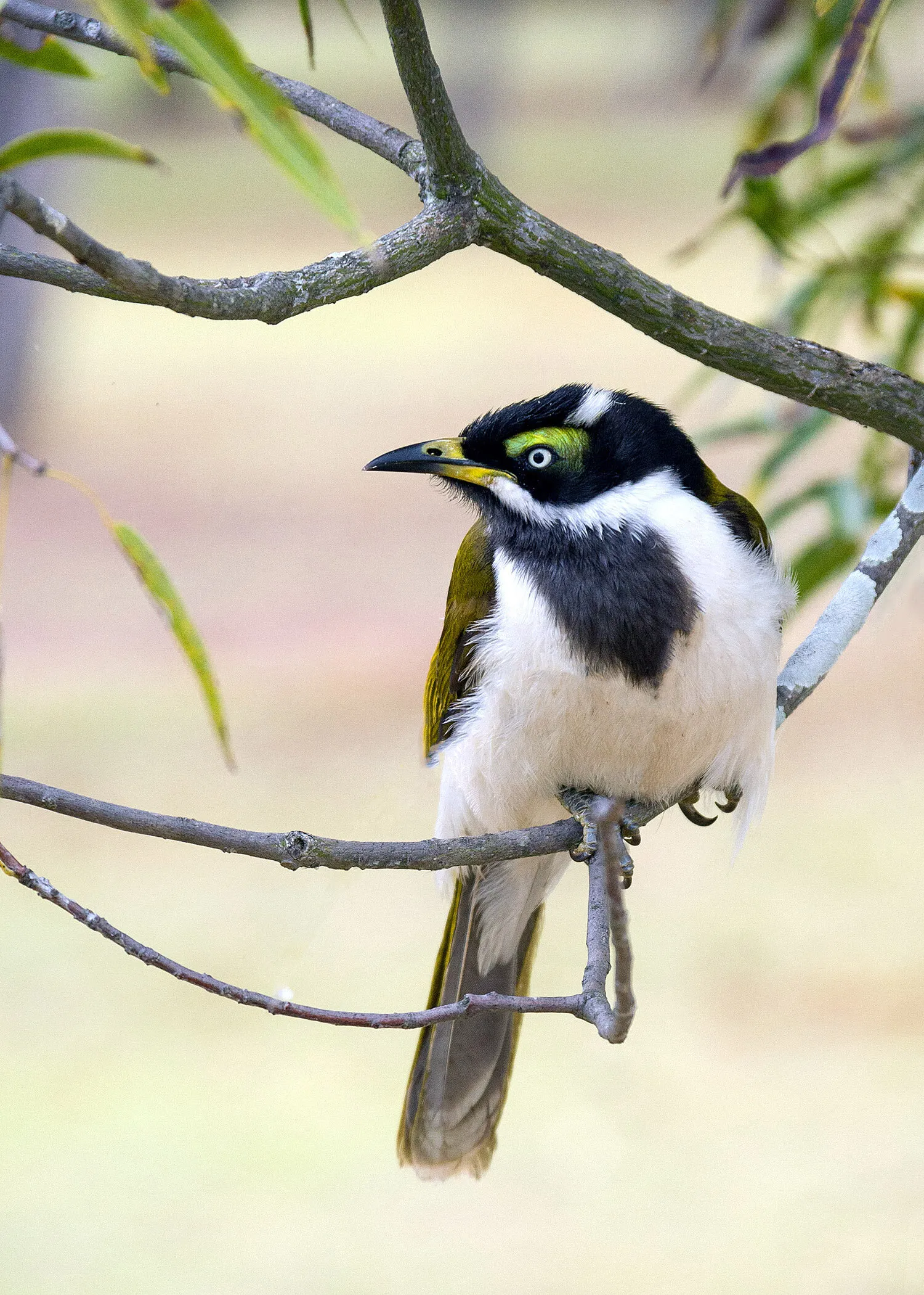 Blue-Faced Honeyeater