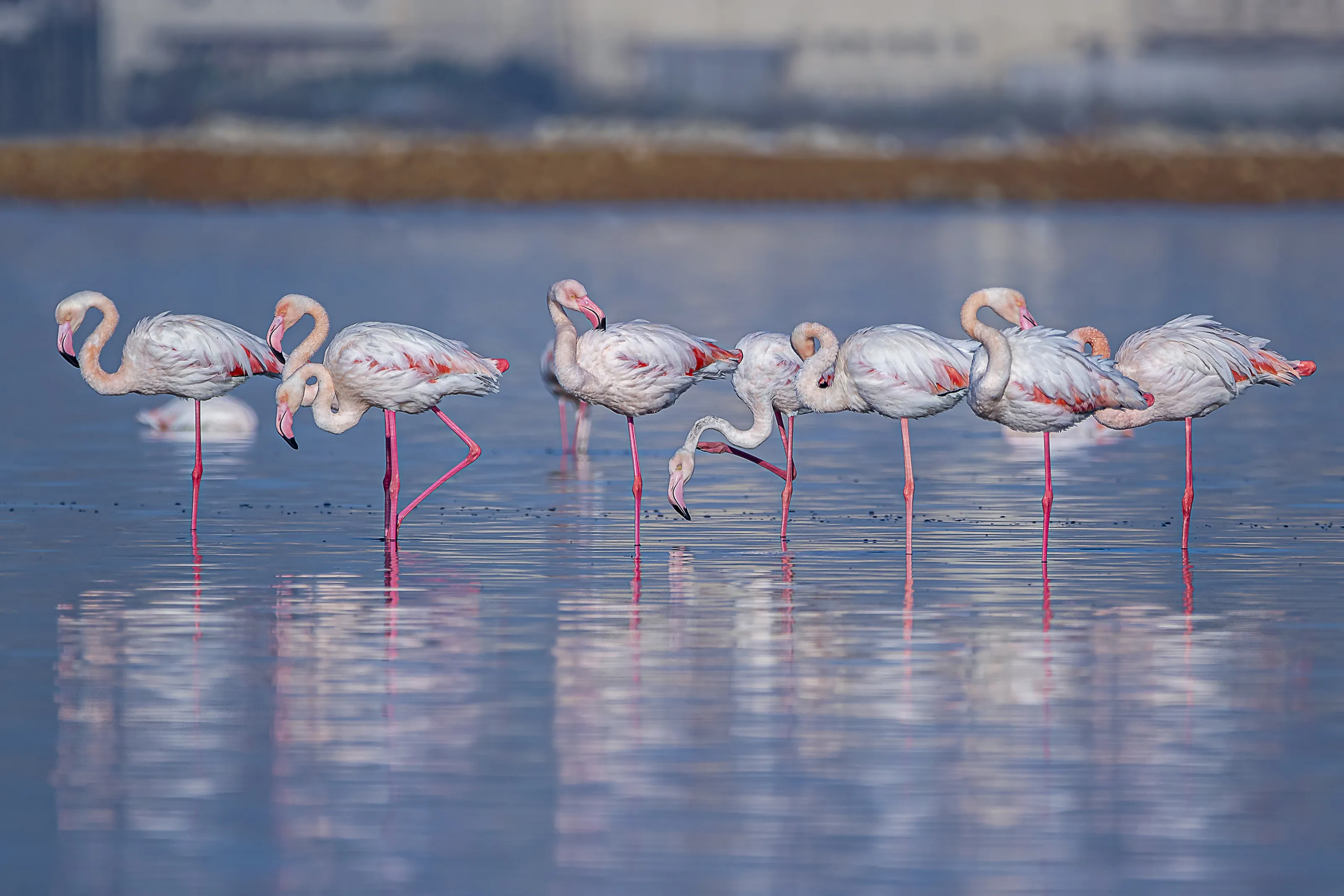 Flamingo