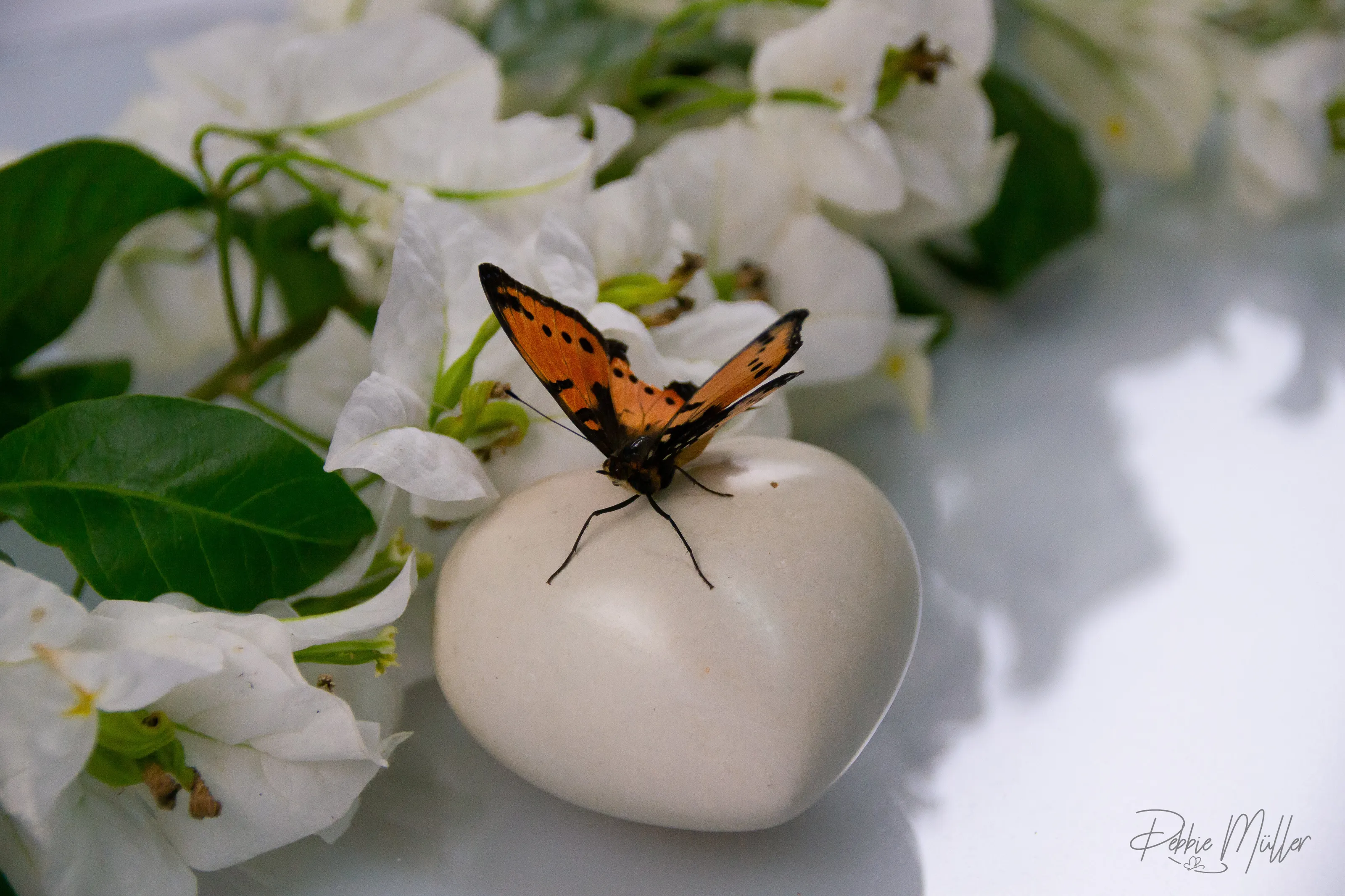 The butterfly